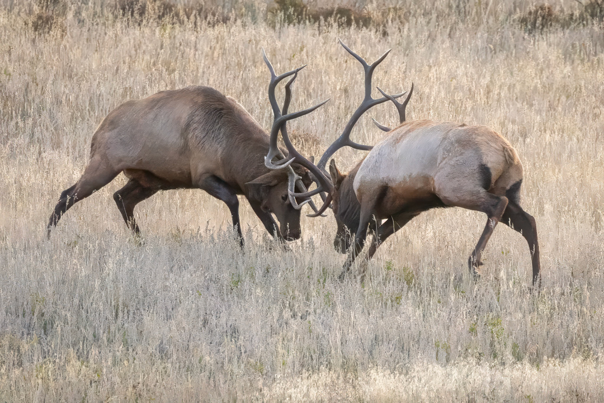 Bull Elk Battling During The Rut