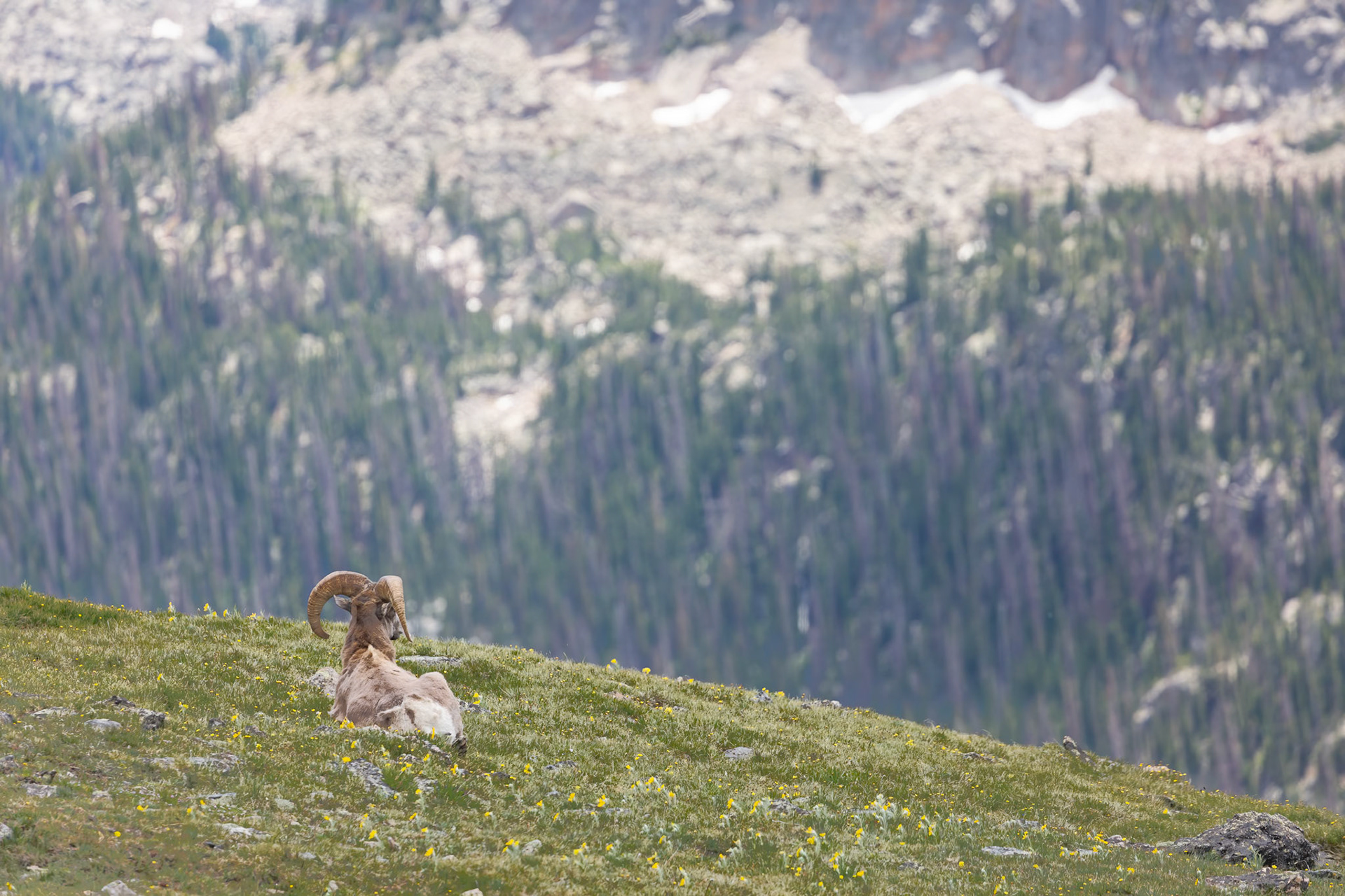 Bighorn Ram Enjoying Tundra View