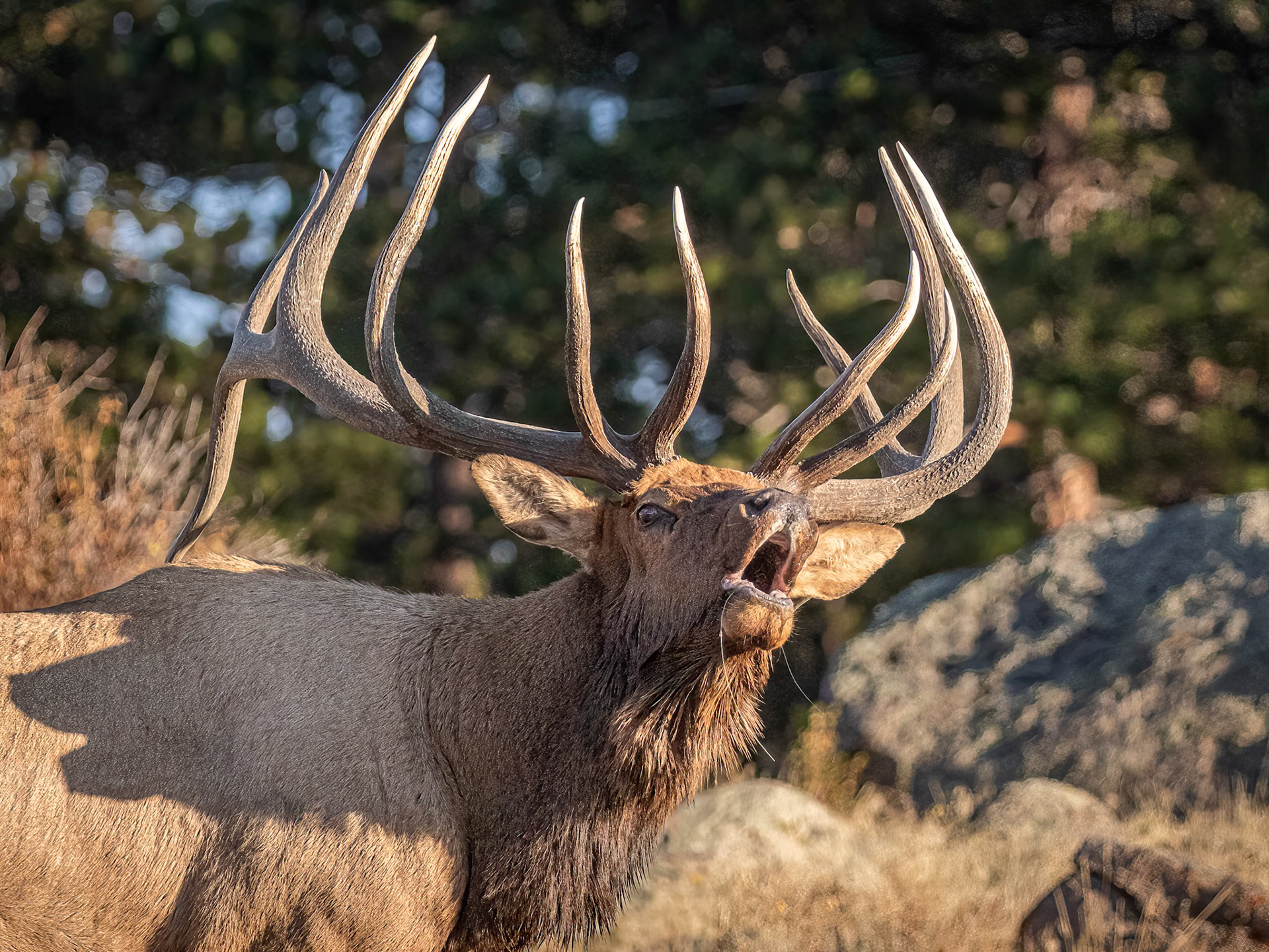 Bull Elk Bugling During The Rut