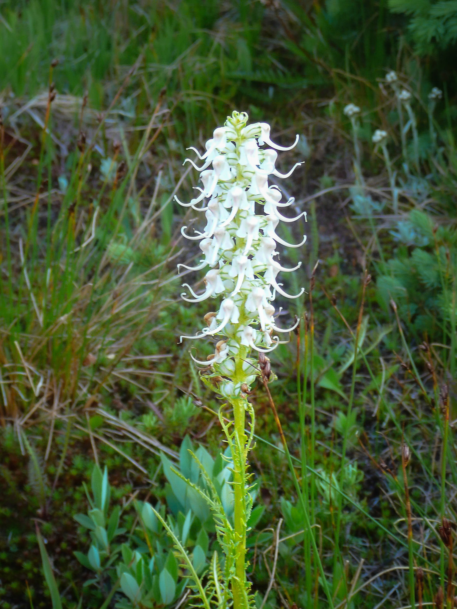 Elephant's Head, White