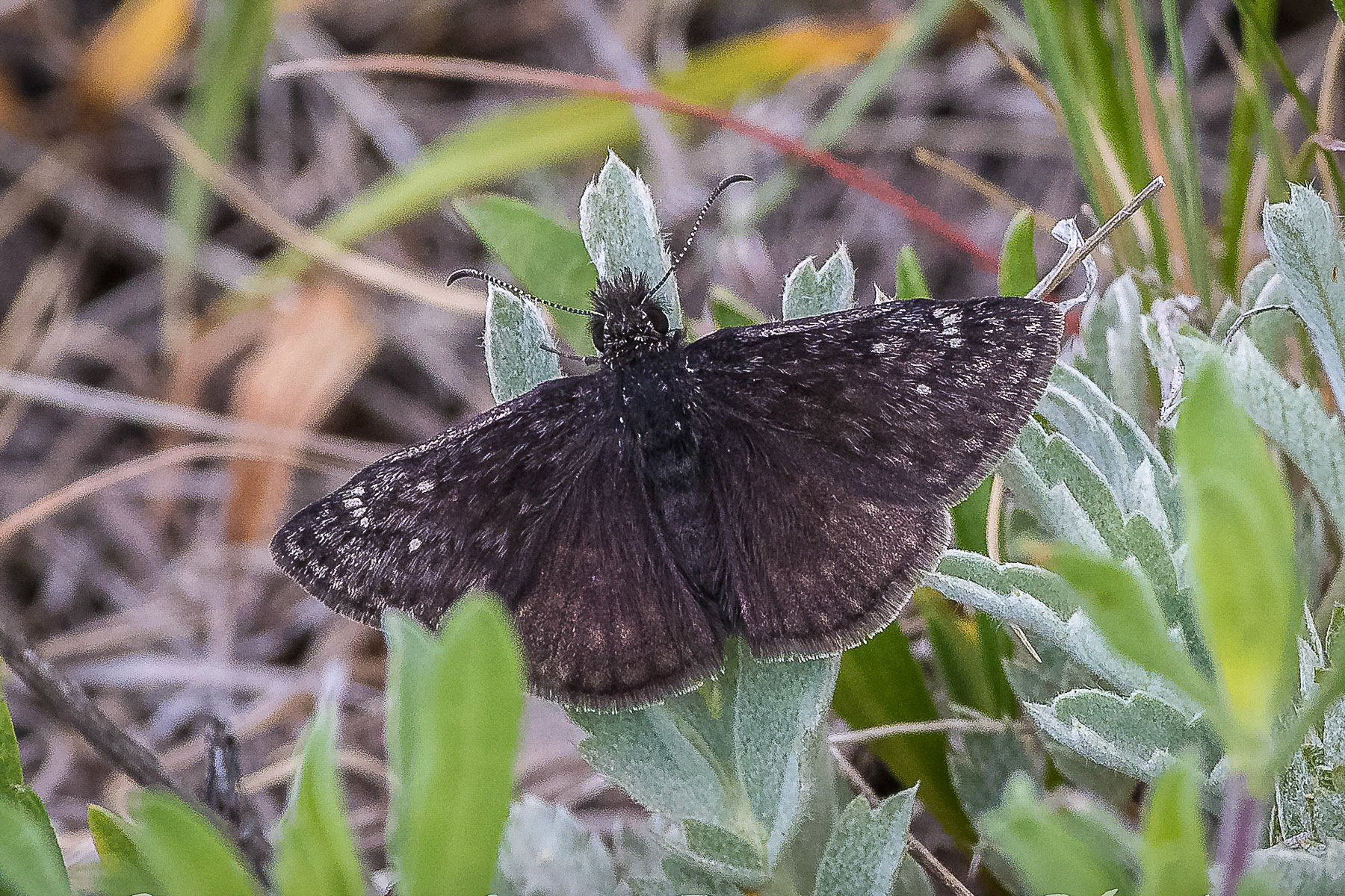 Rocky Mountain Dustywing