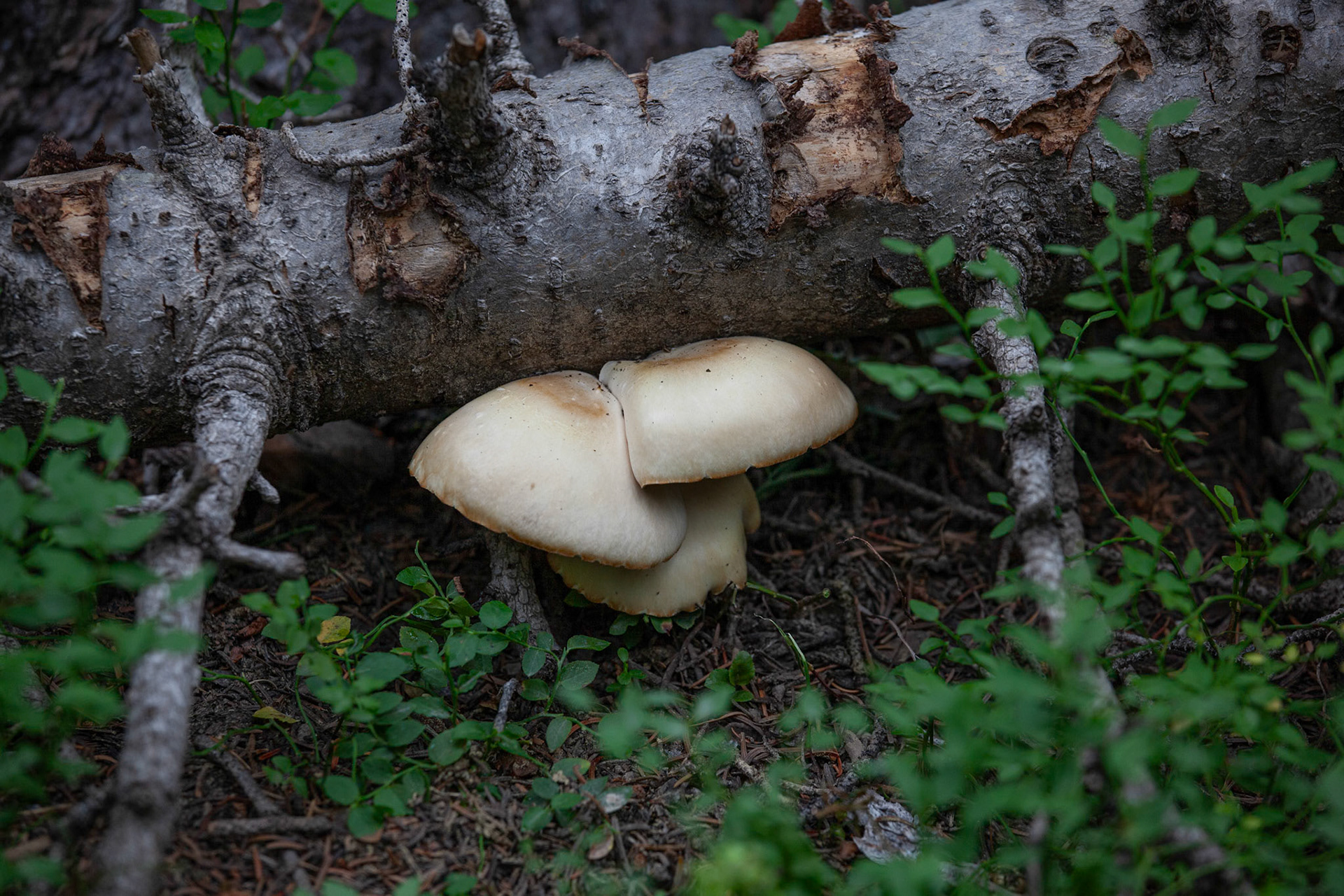 unknown mushroom