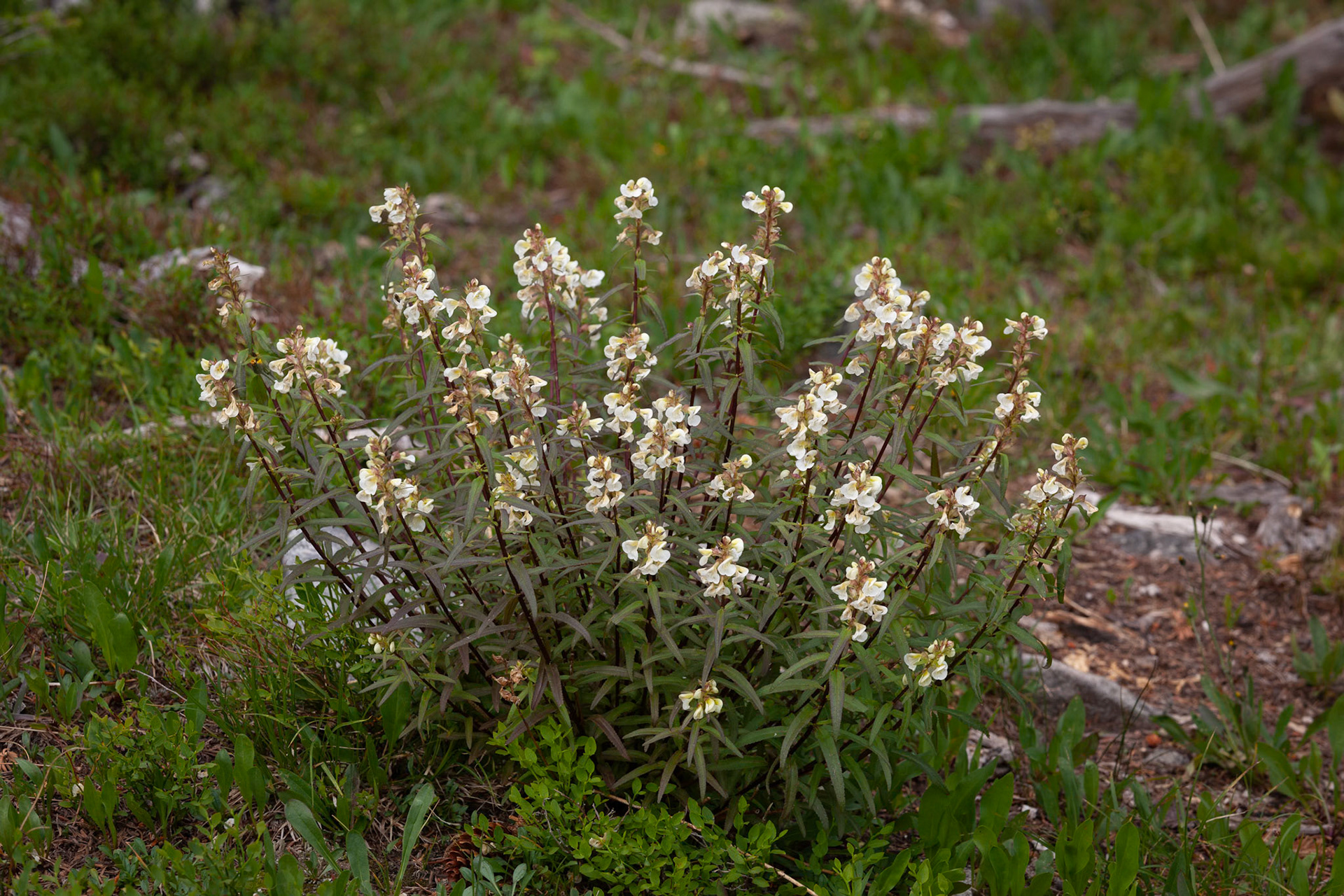Pedicularis sp.,  Sickle-top Lousewort