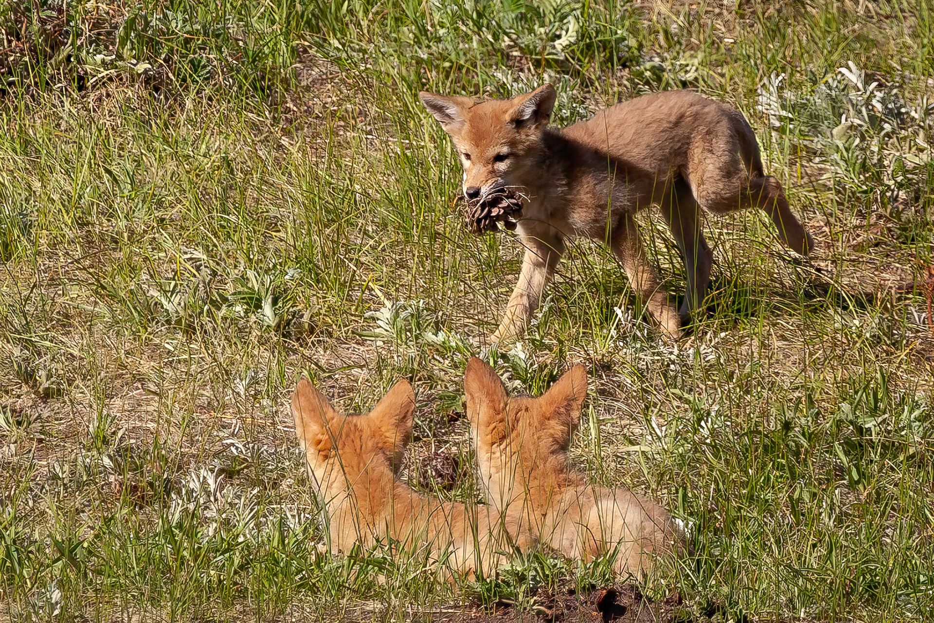 "Look What I Have" Coyote Pups