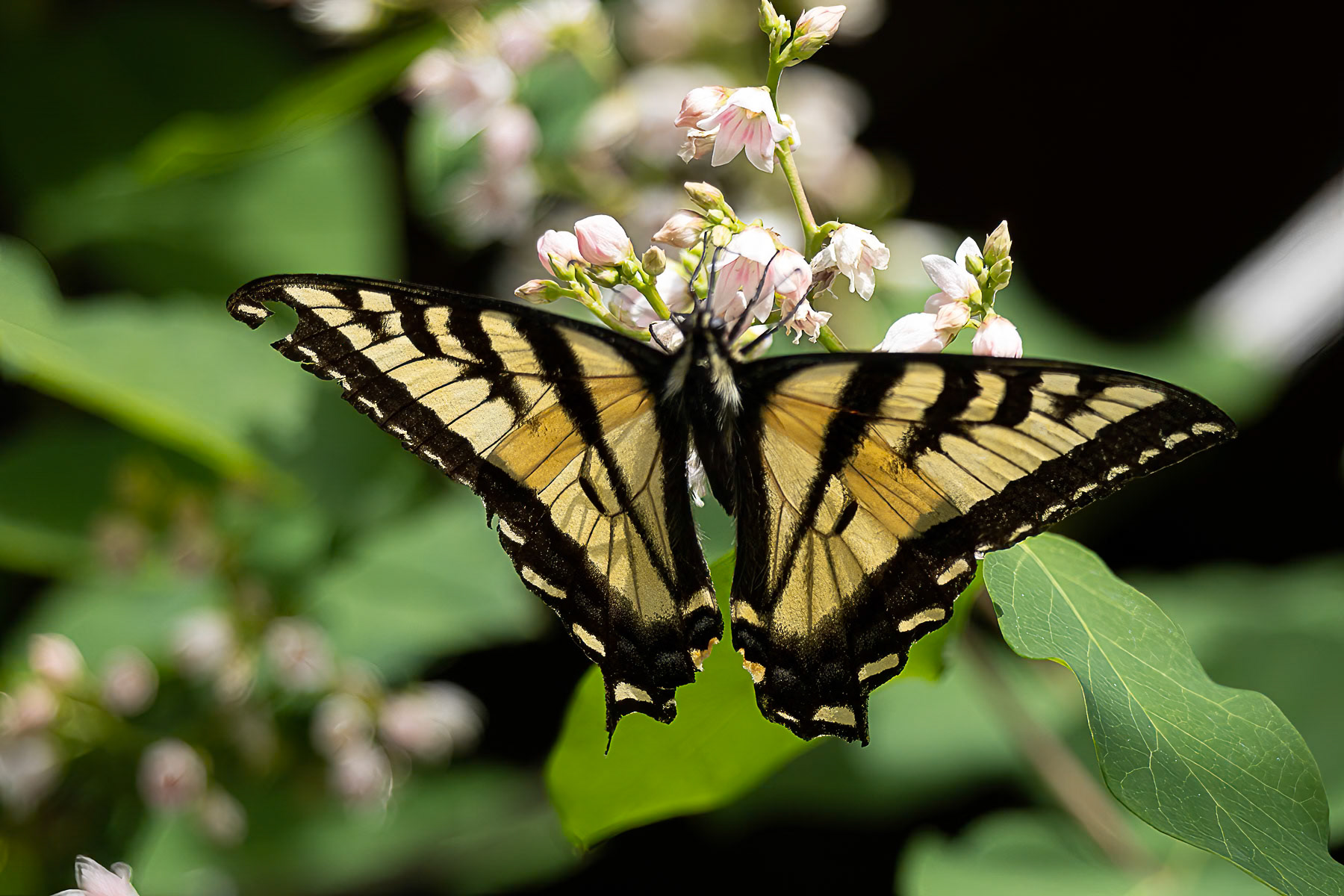 Two-tailed Swallowtail