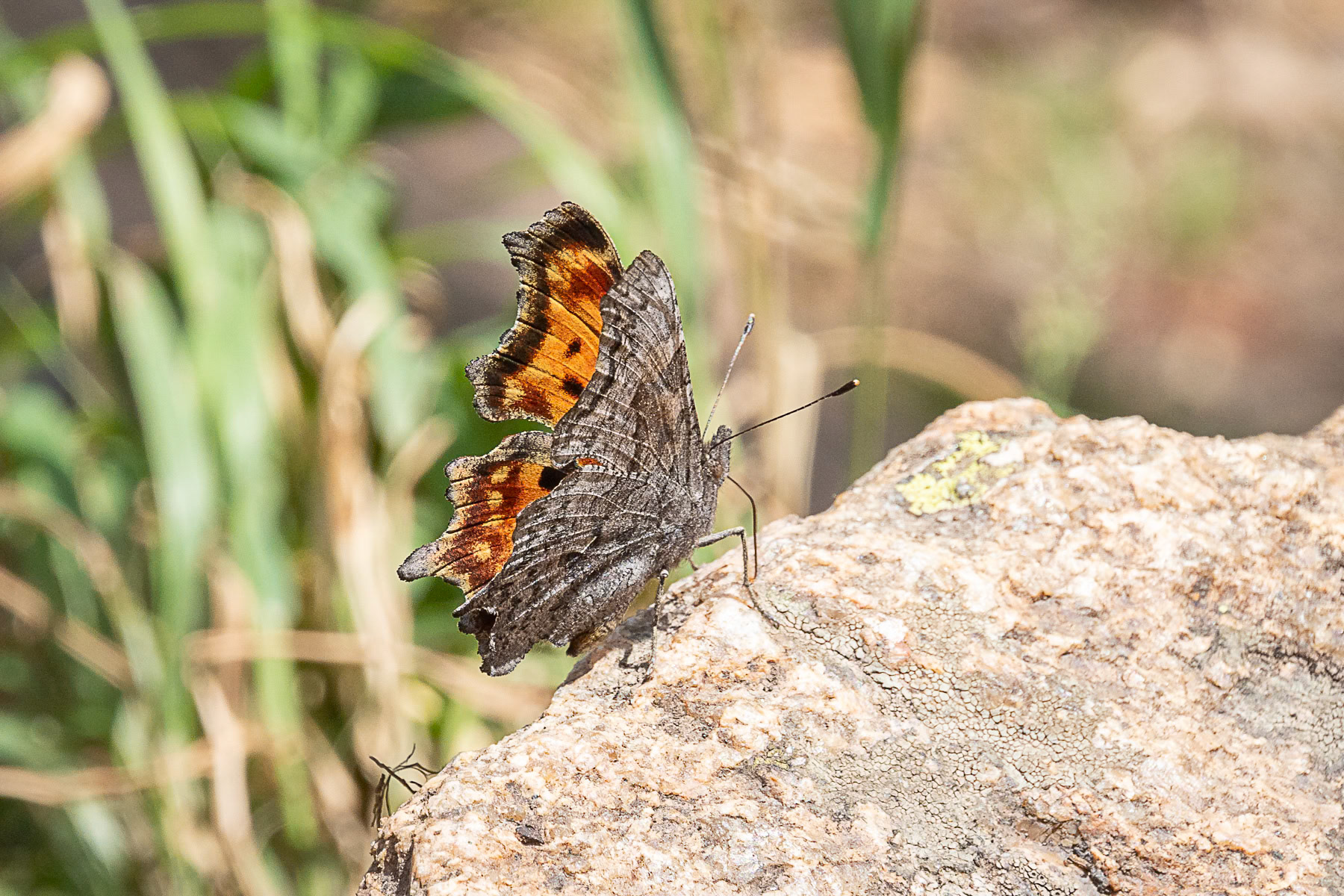 Grey Comma