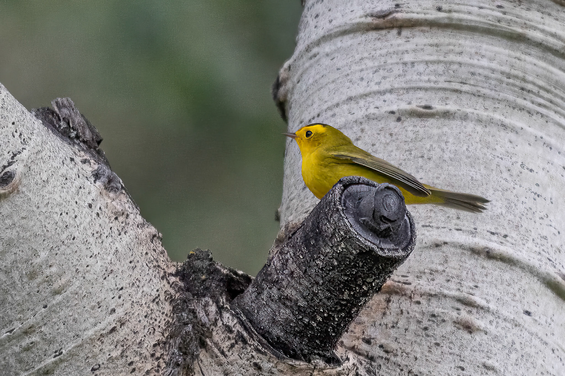 Wilson's Warbler