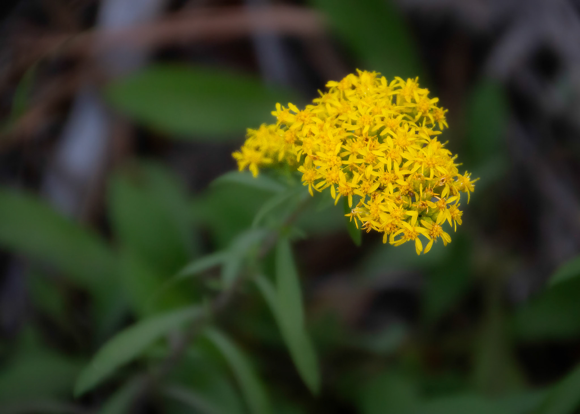 Goldenrod,  Northern