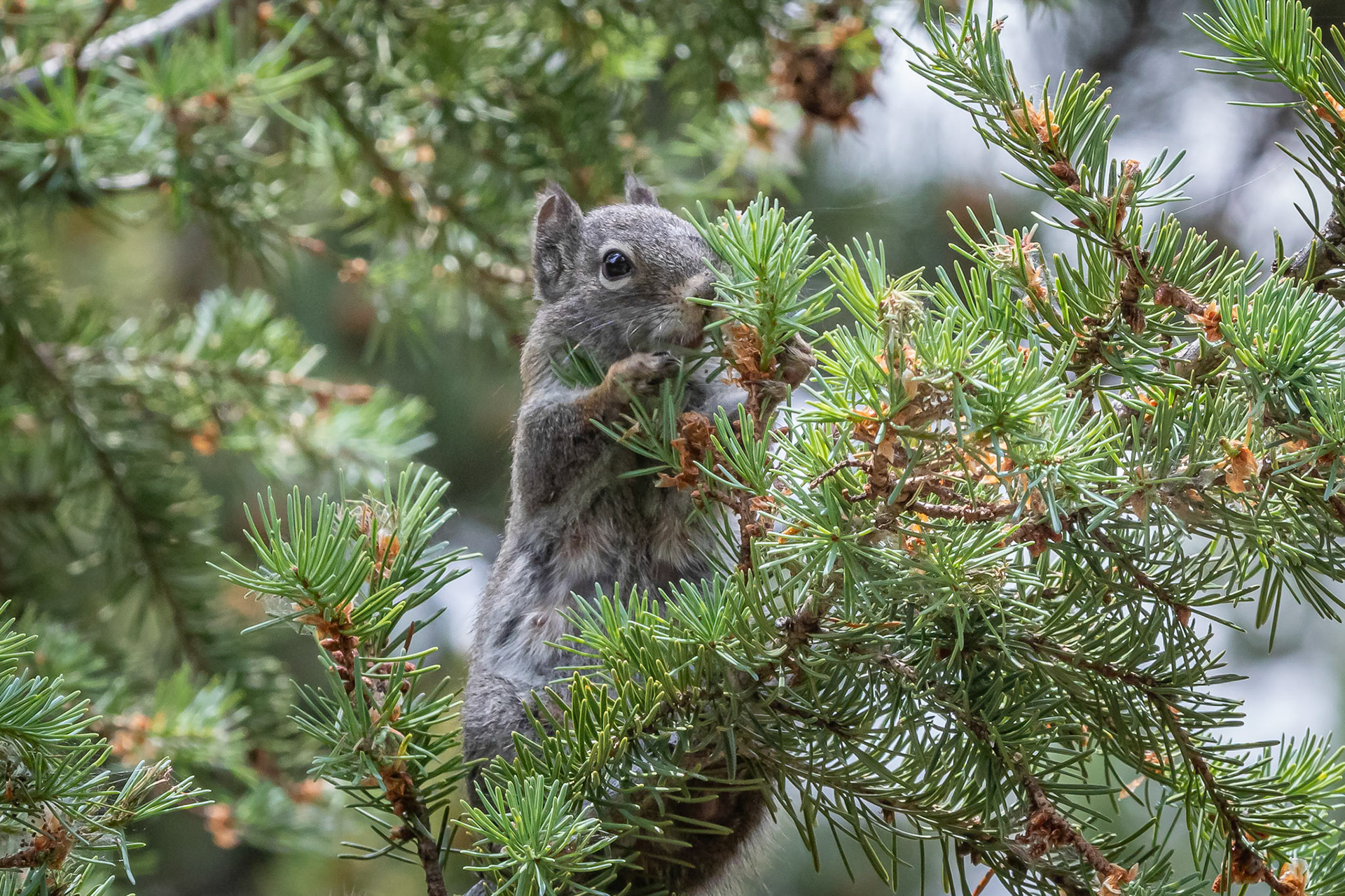 Pine Squirrel