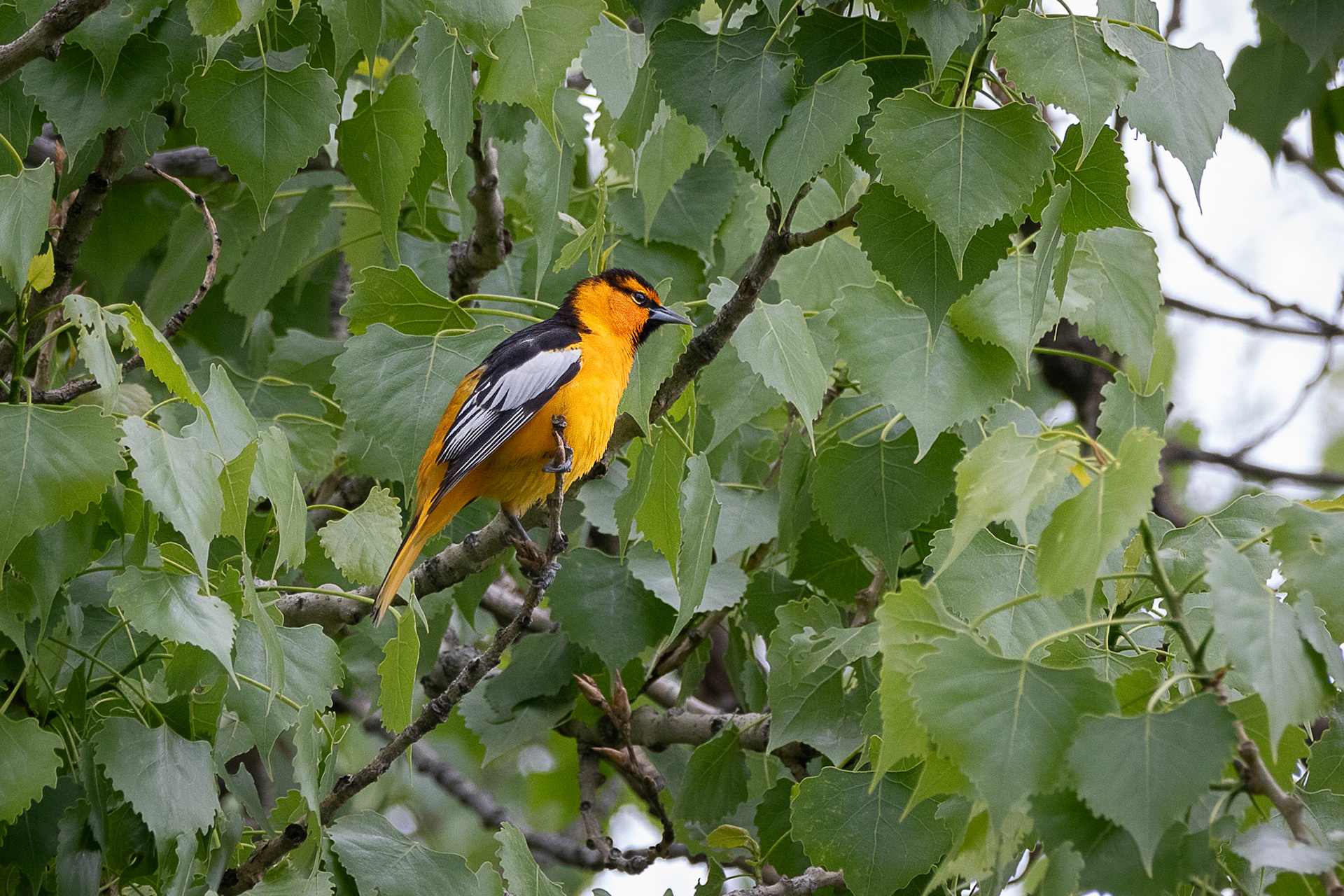Bullock's Oriole