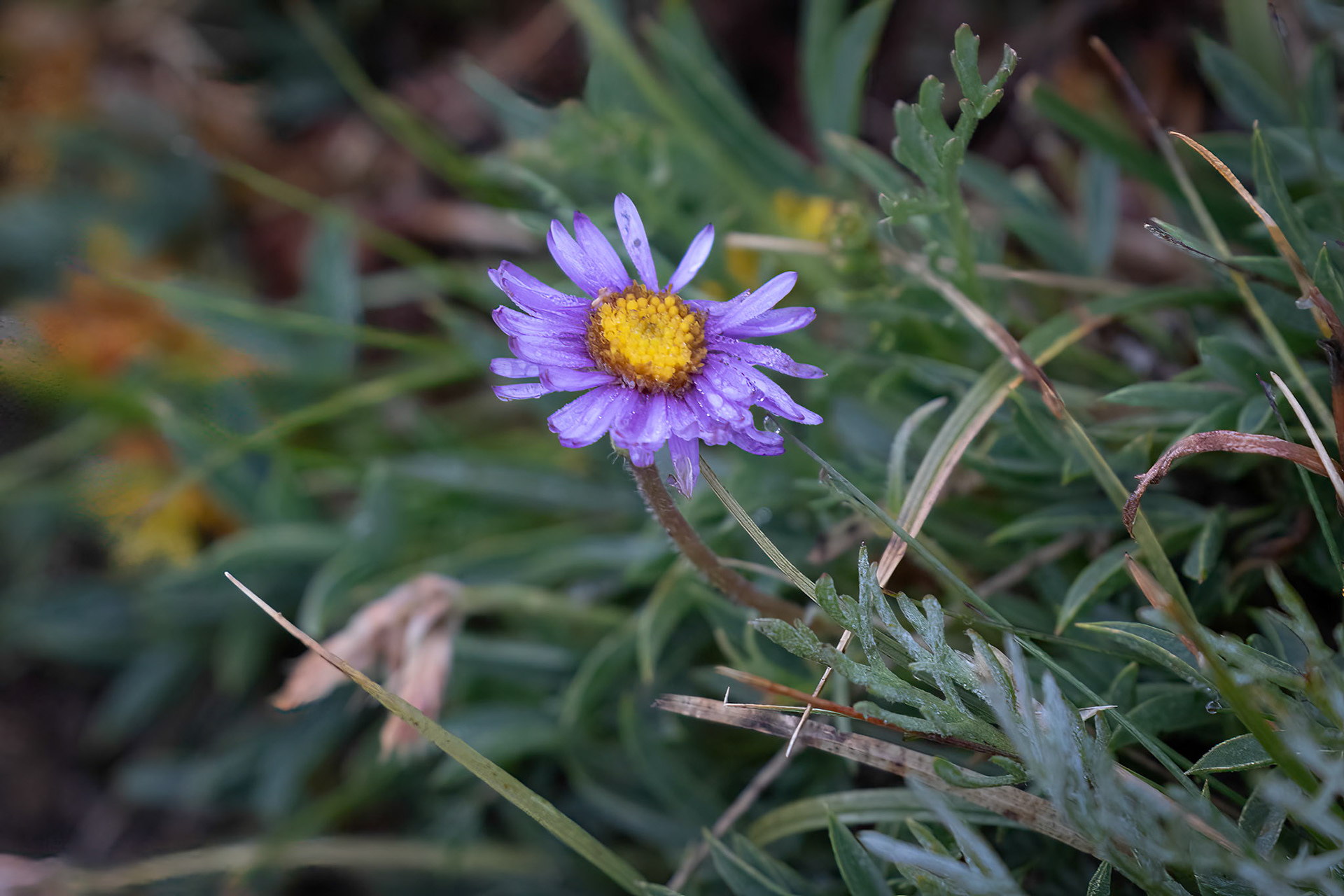 Pinnateleaf Daisy