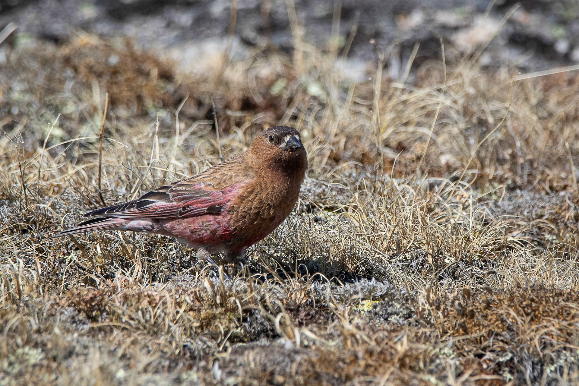 Brown-capped Rosy Finch