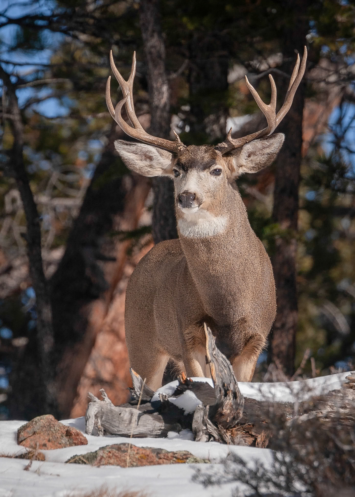 Mule Deer Buck in Winter