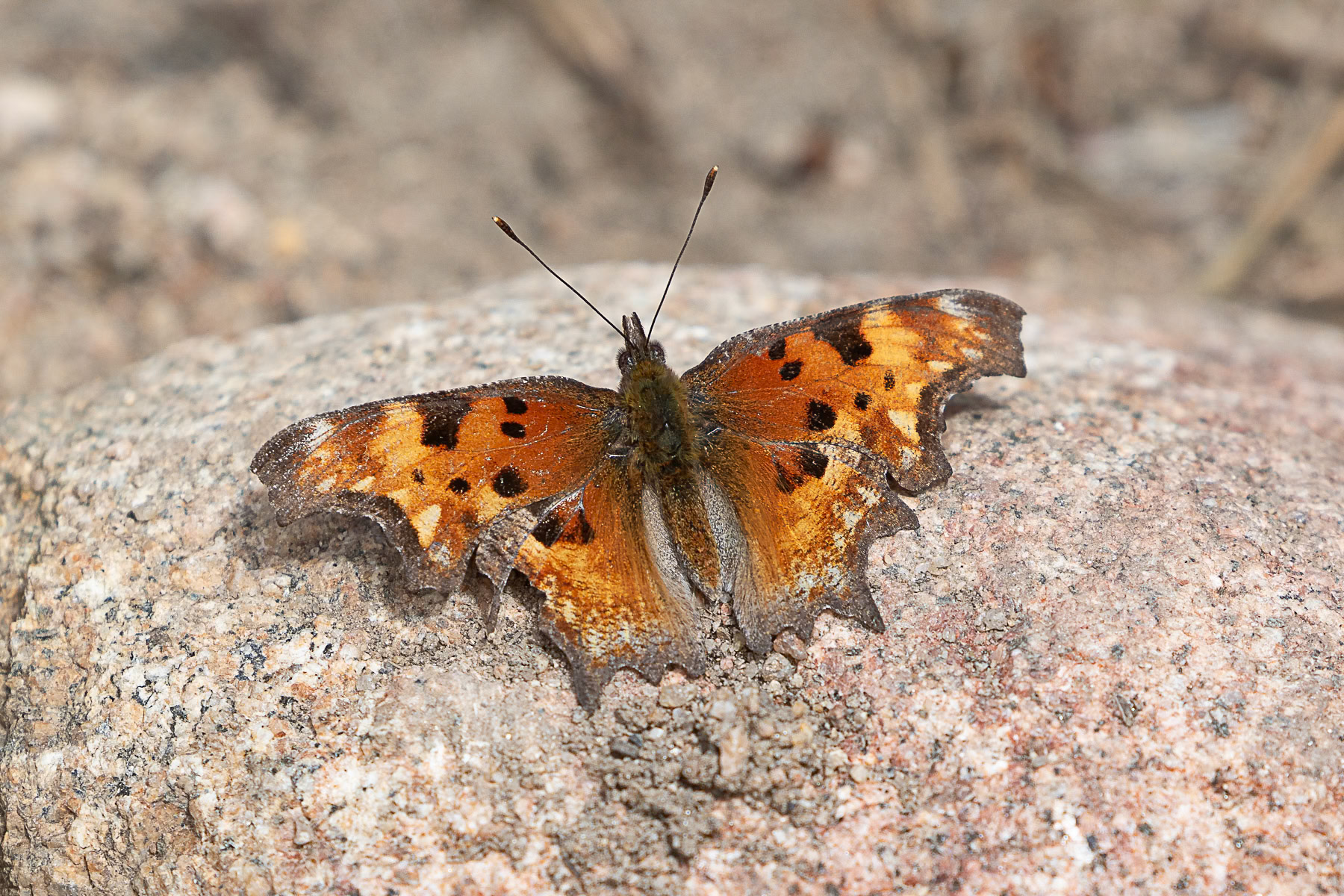 Hoary Comma
