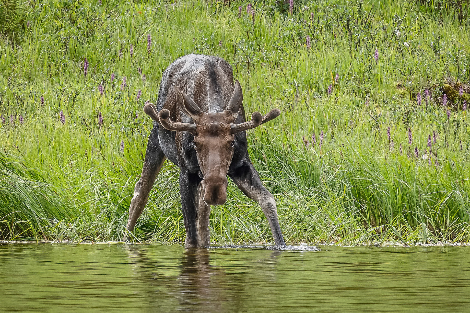 Bull Moose Drinking