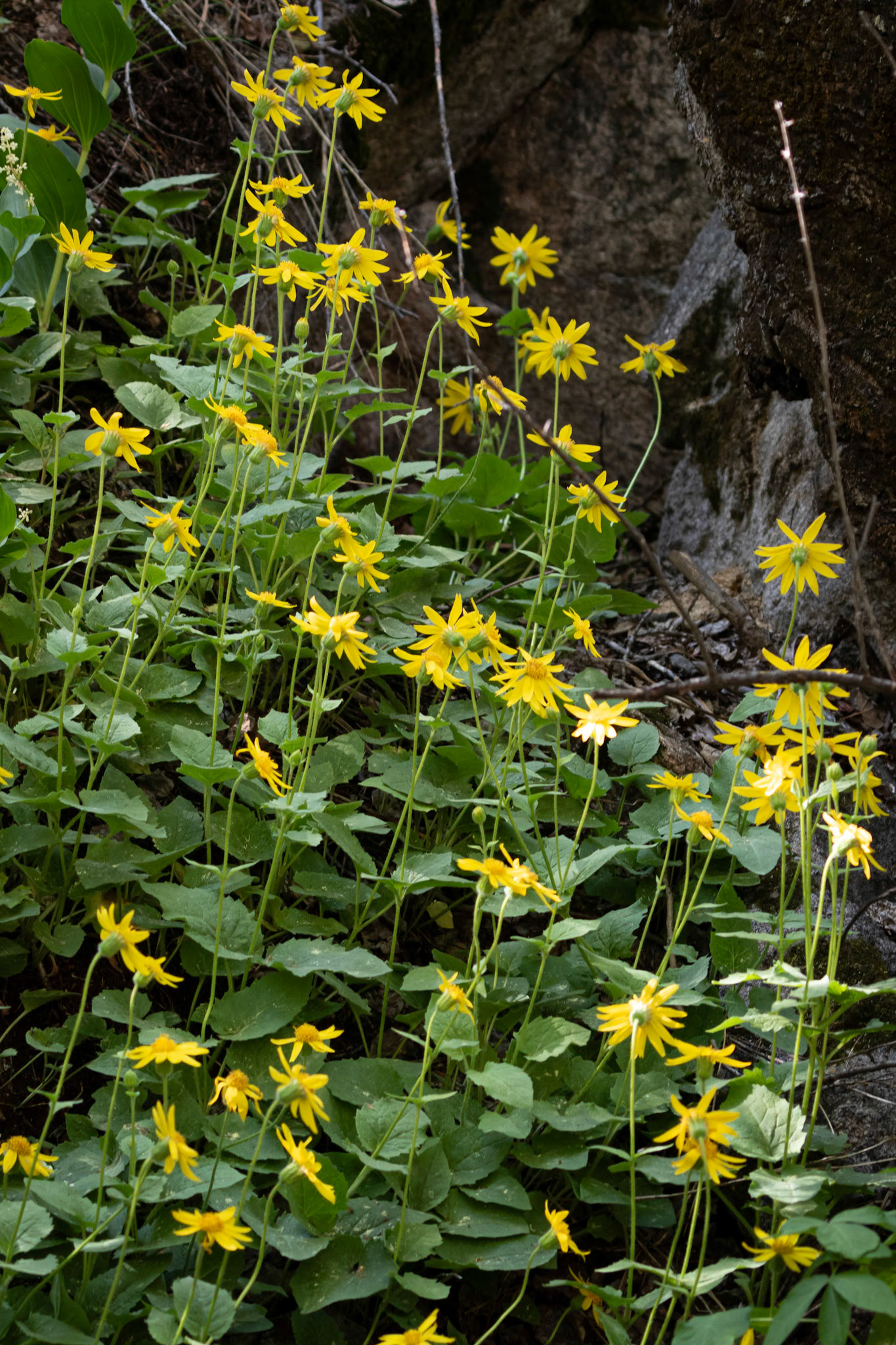 Arnica,  Heartleaf