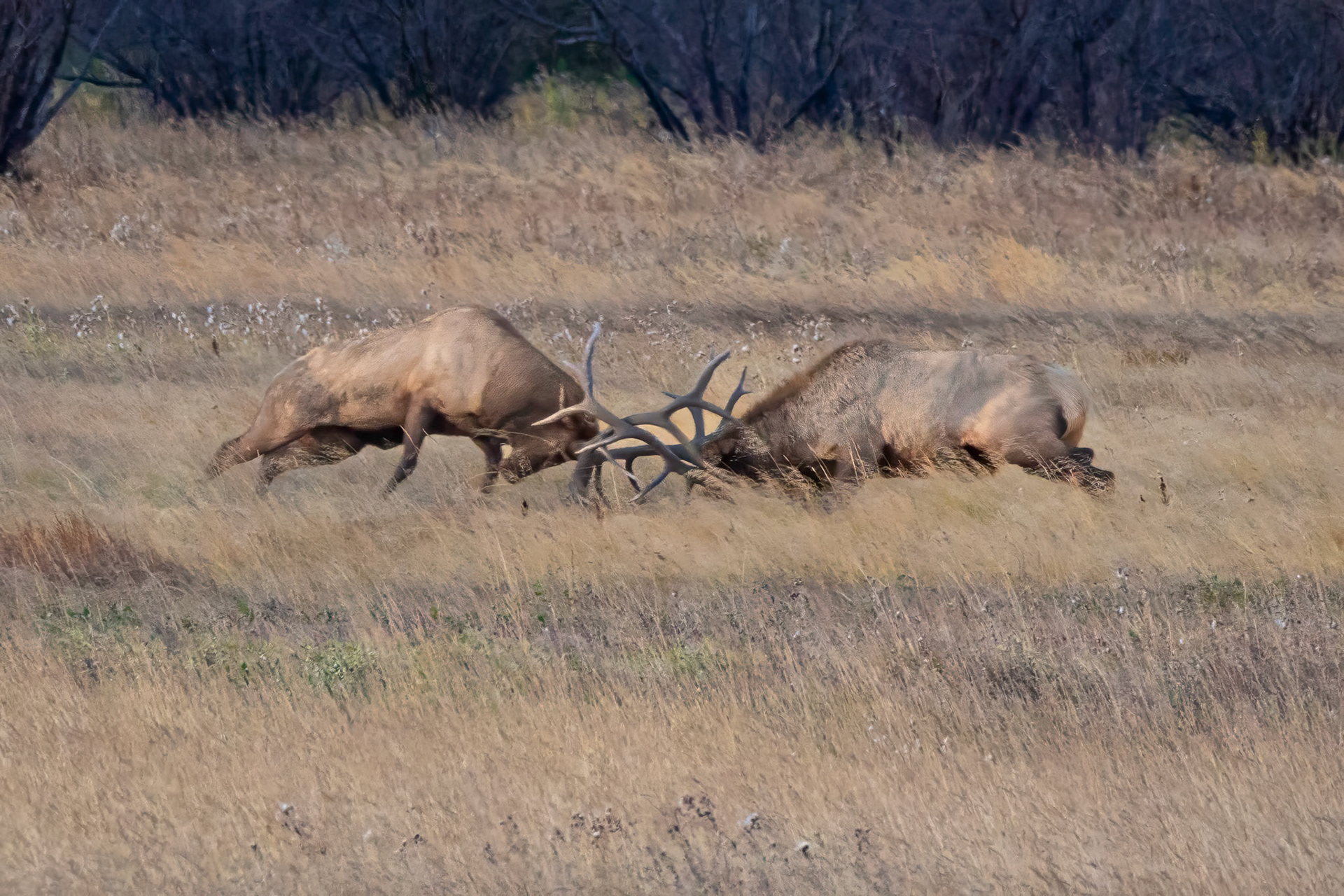 Bull Elk Challenge During The Rut