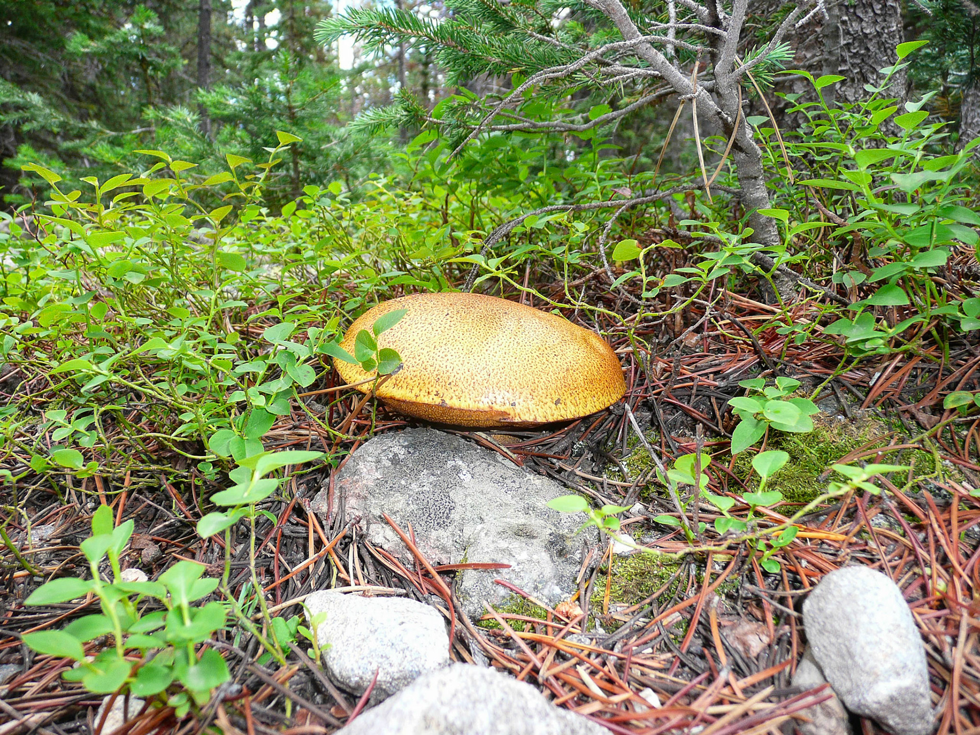 Suillus sp.