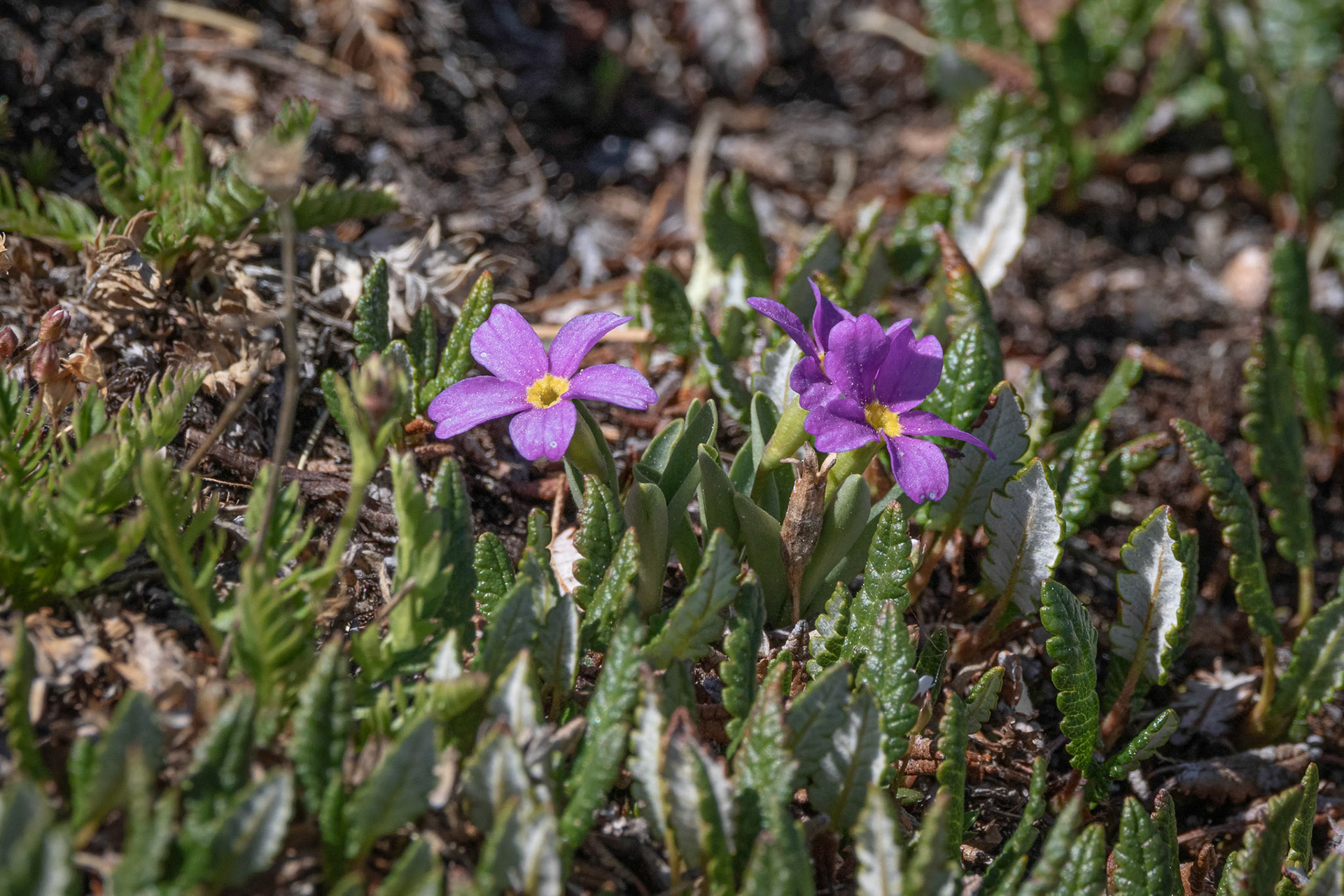 Alpine Primrose