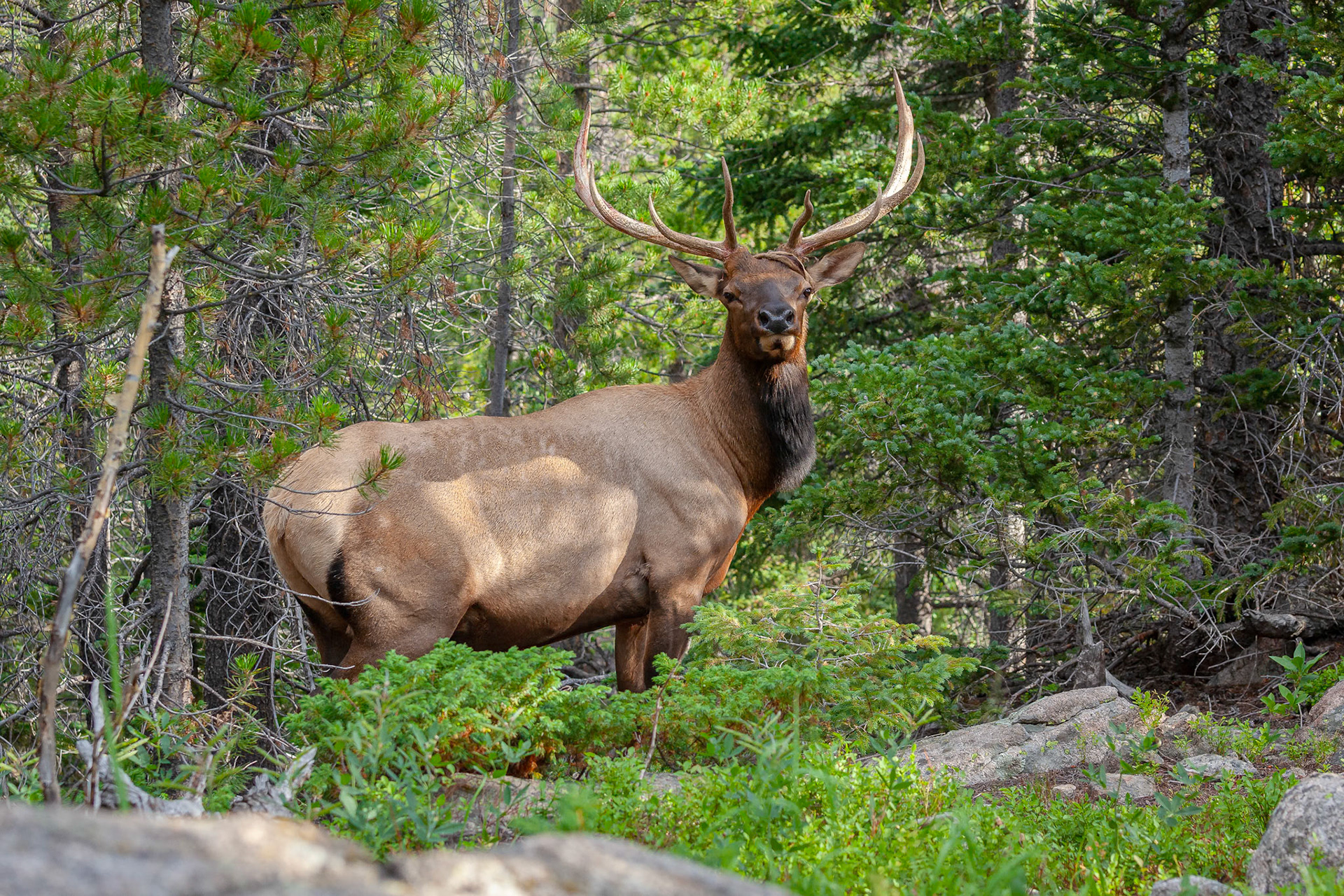 Bull Elk
