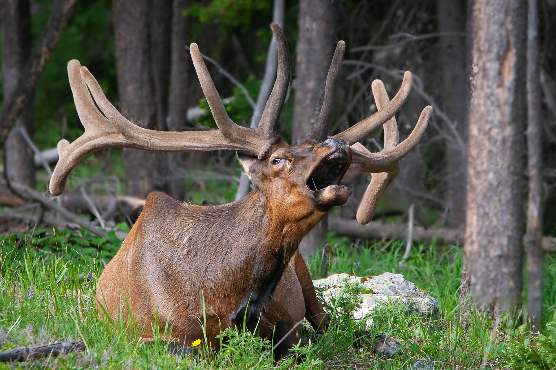 Bull Elk in Summer Yawning