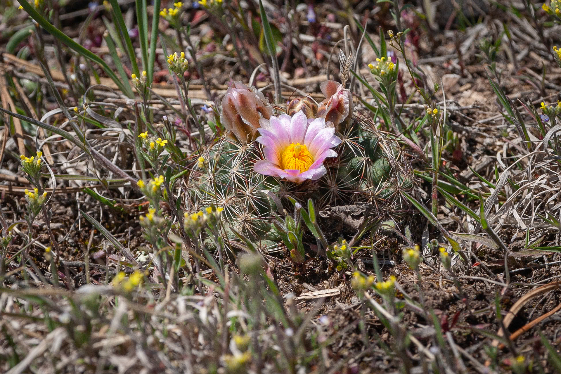 Mountain Ball Cactus