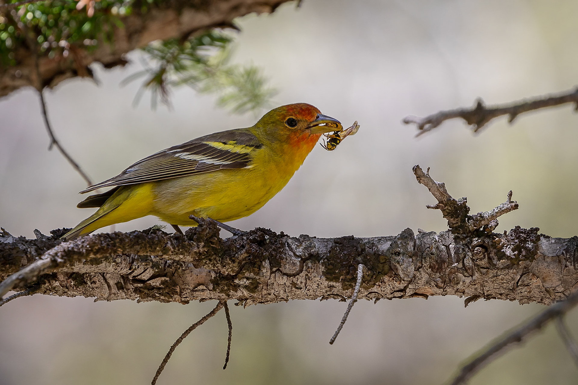 Western Tanager