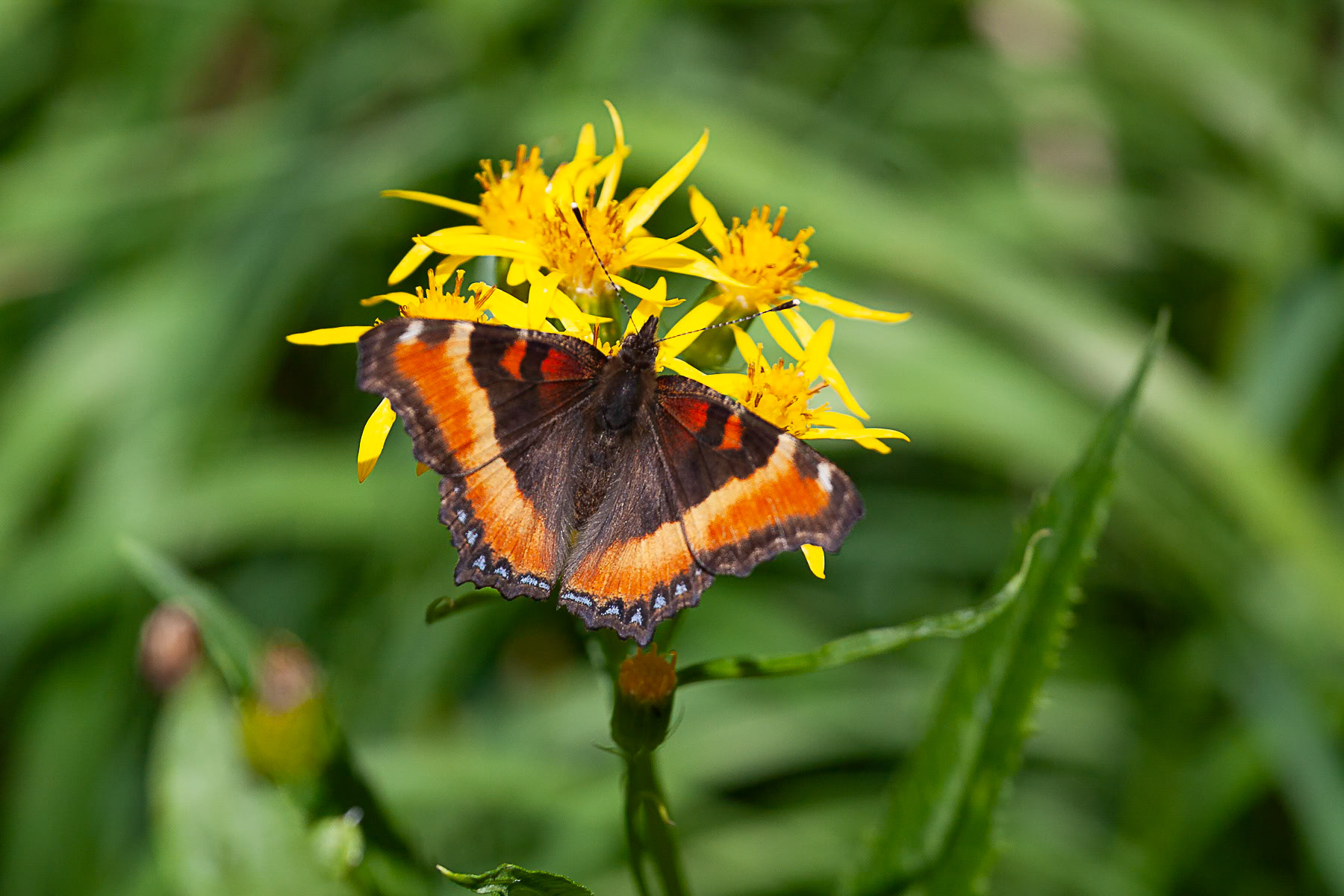 Milbert's Tortiseshell
