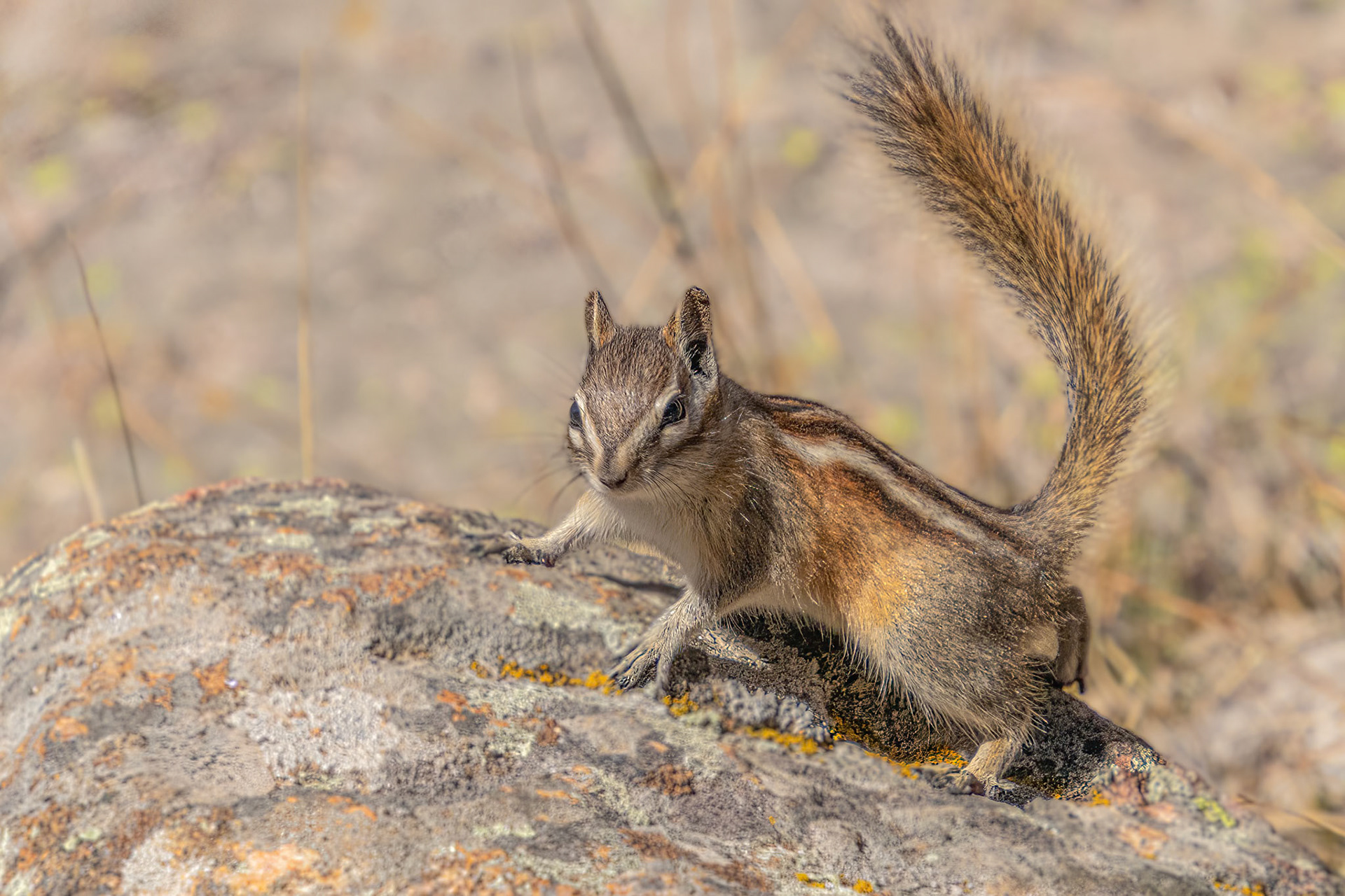 Colorado Chipmunk