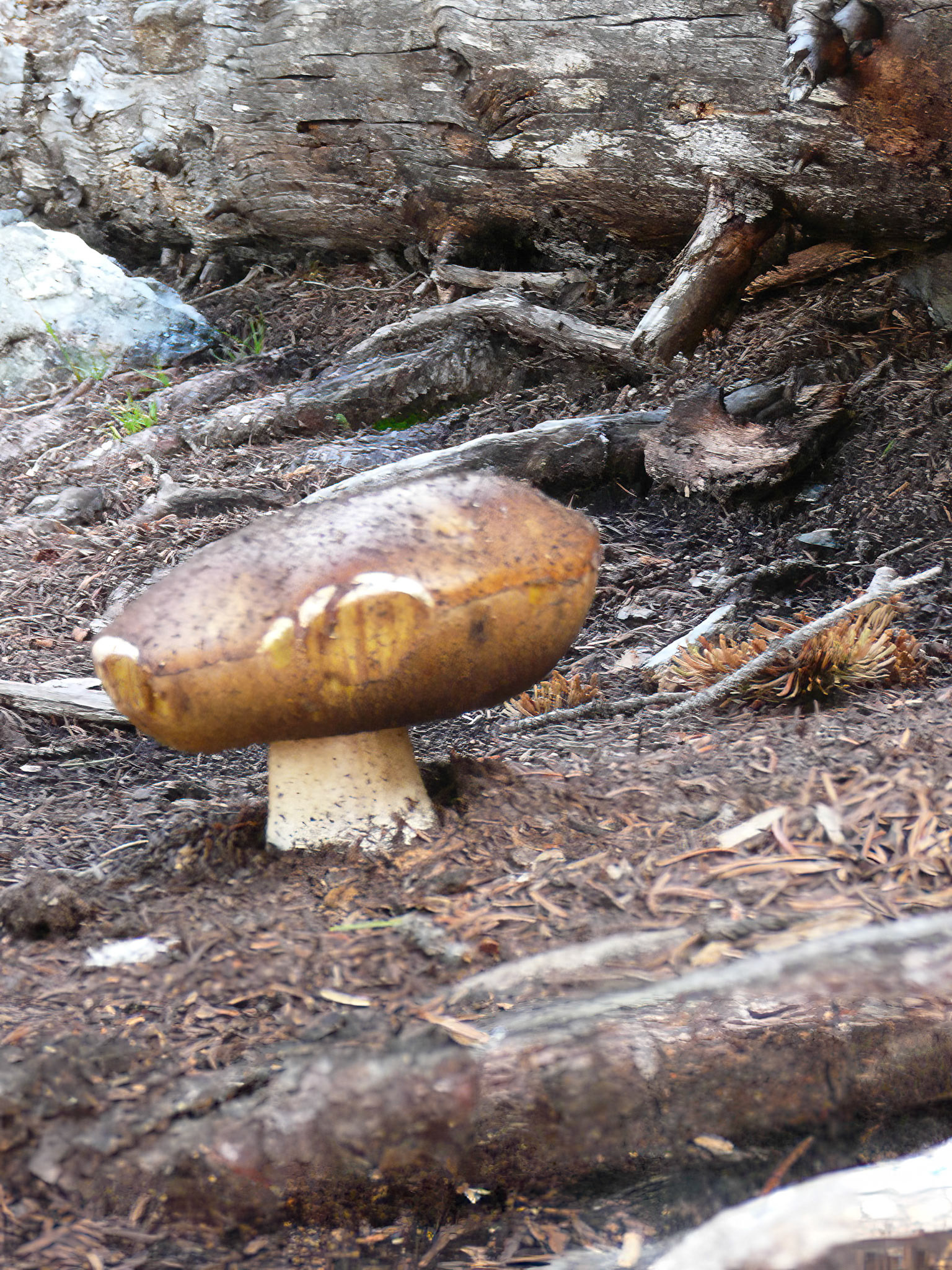 Leccinum sp.