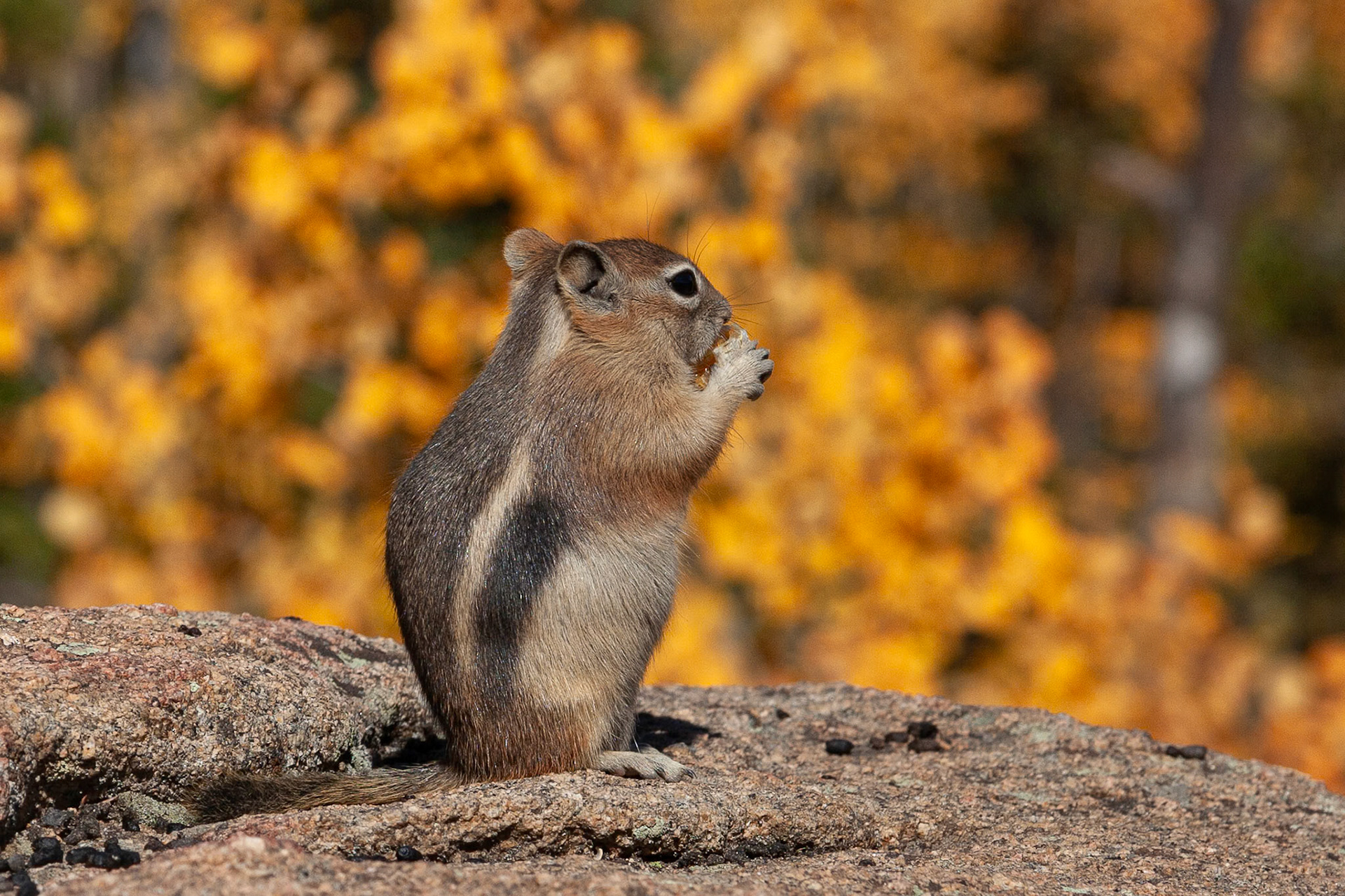 Golden-mantled Ground Squirrel