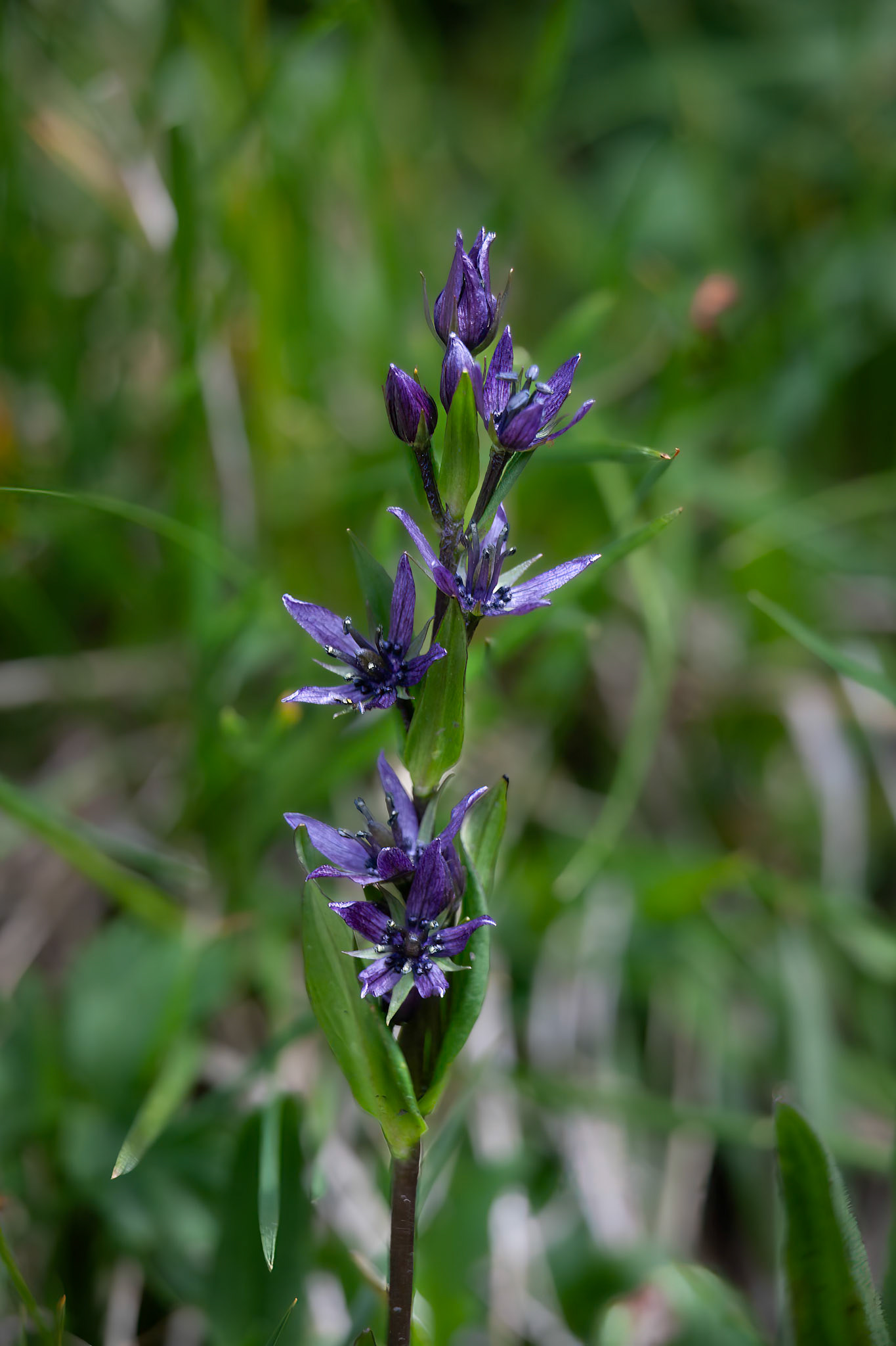 Gentian, Star