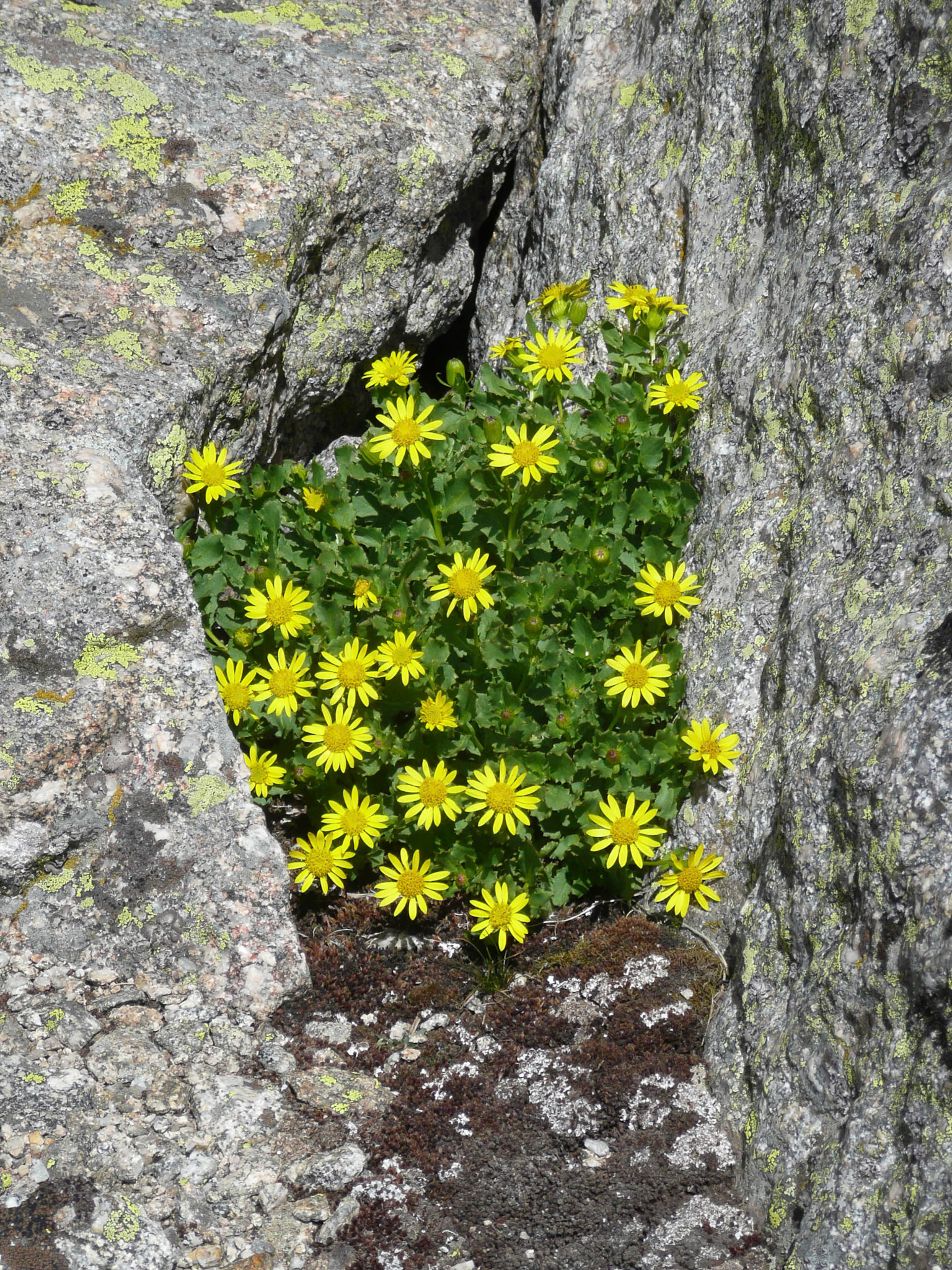 Showy Alpine Ragwort