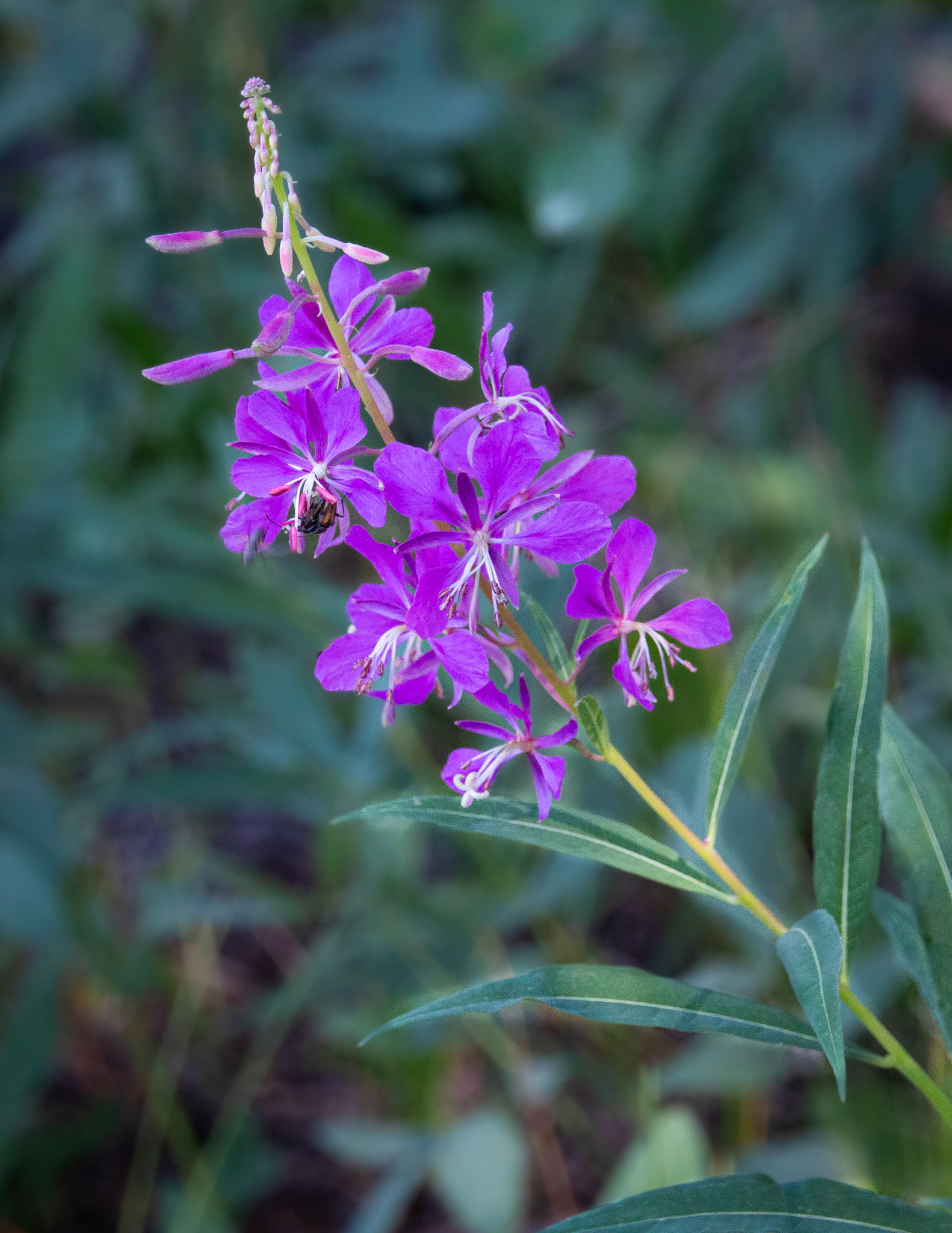 Fireweed