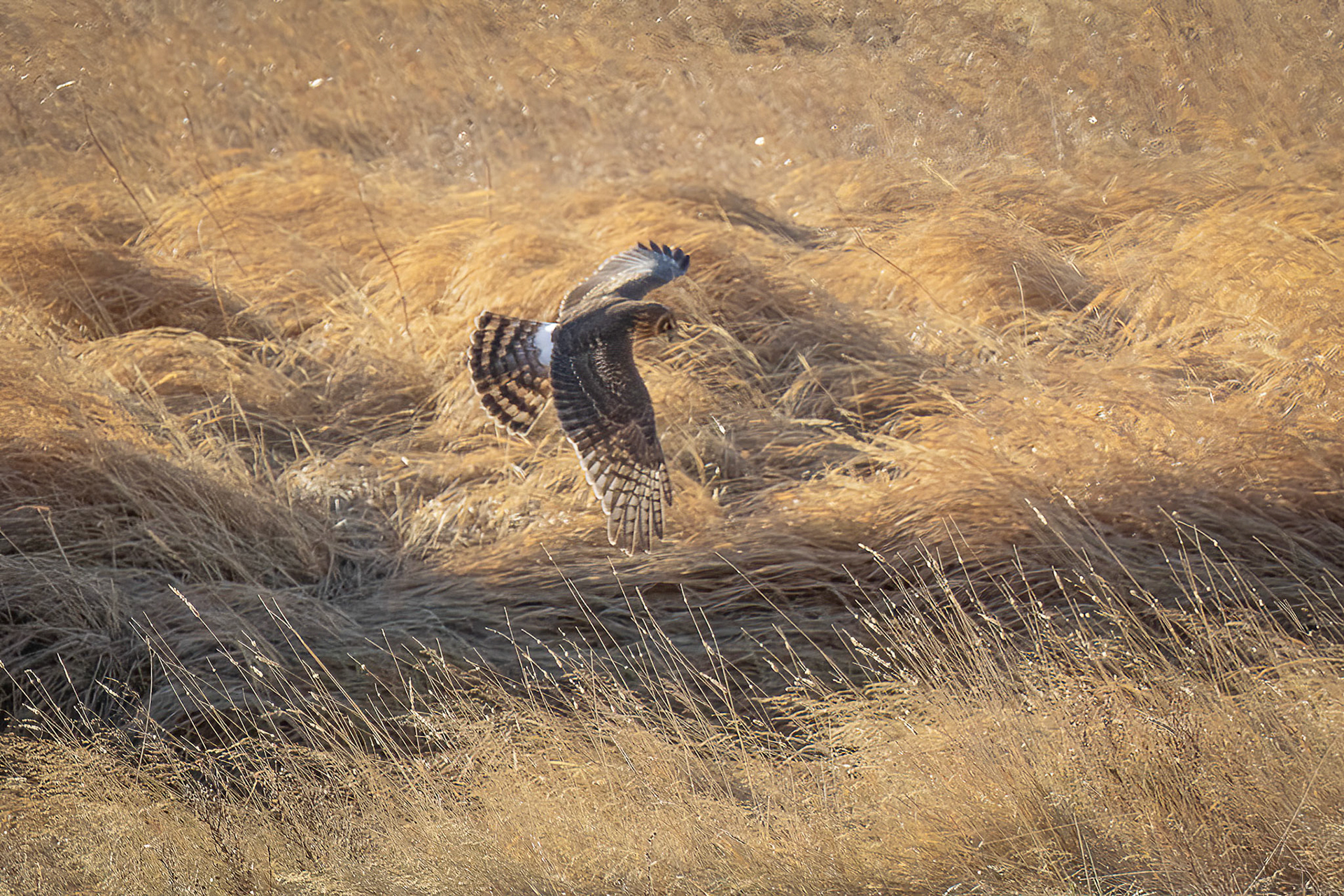 Northern Harrier