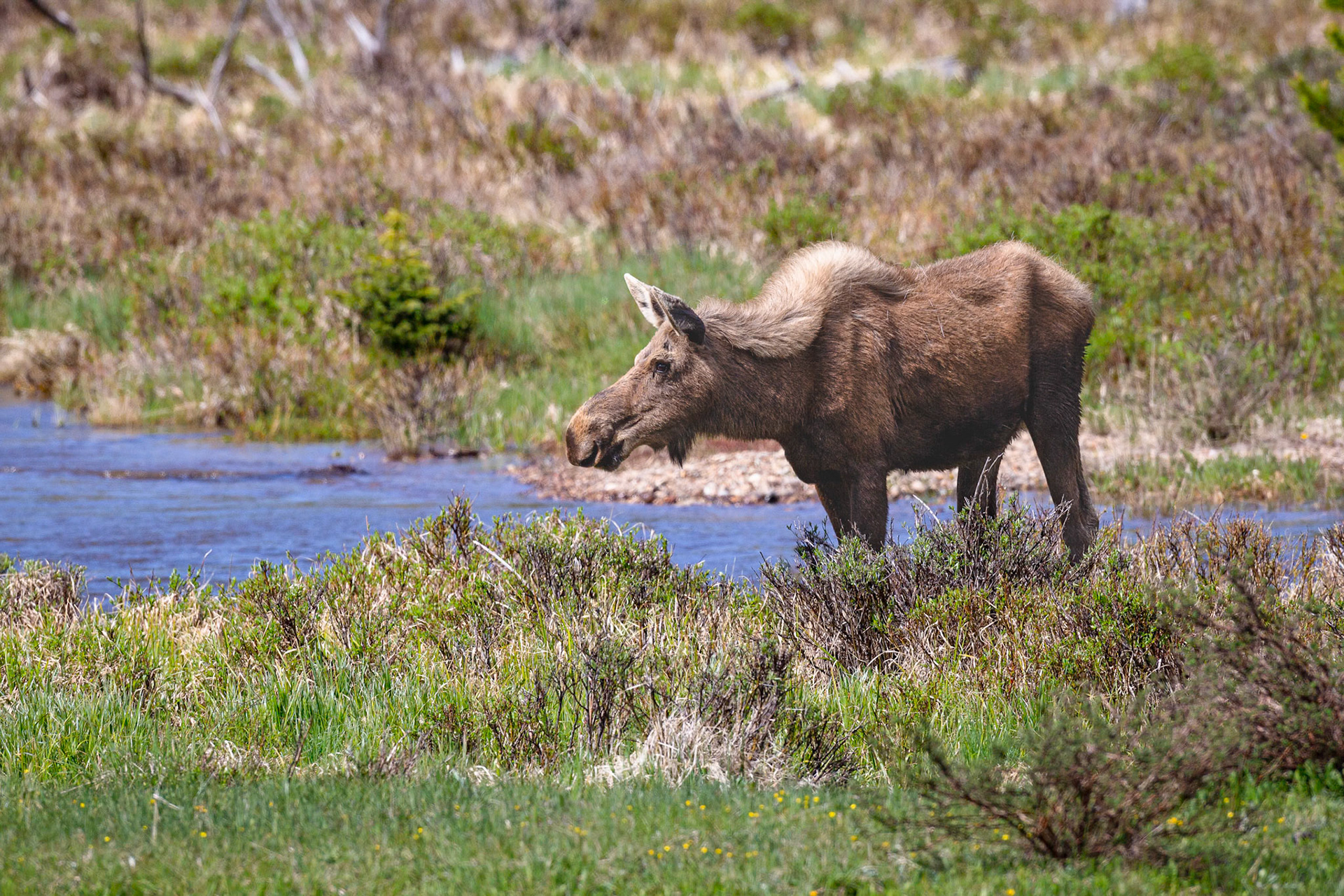 "Blondie"  Cow Moose