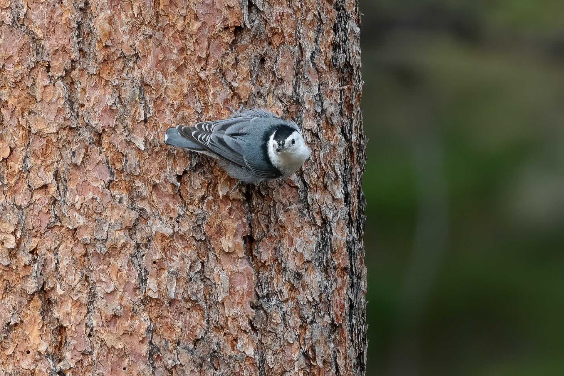 White-breasted Nuthatch