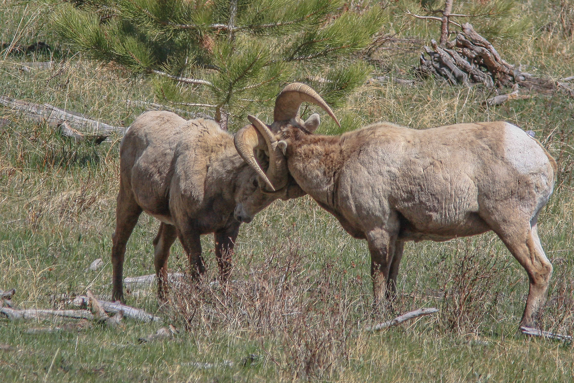 Bighorn Rams