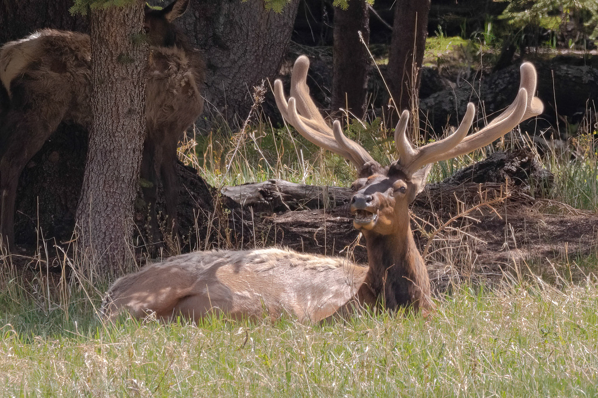 Bull Elk In Velvet Enjoying Afternoon Rest