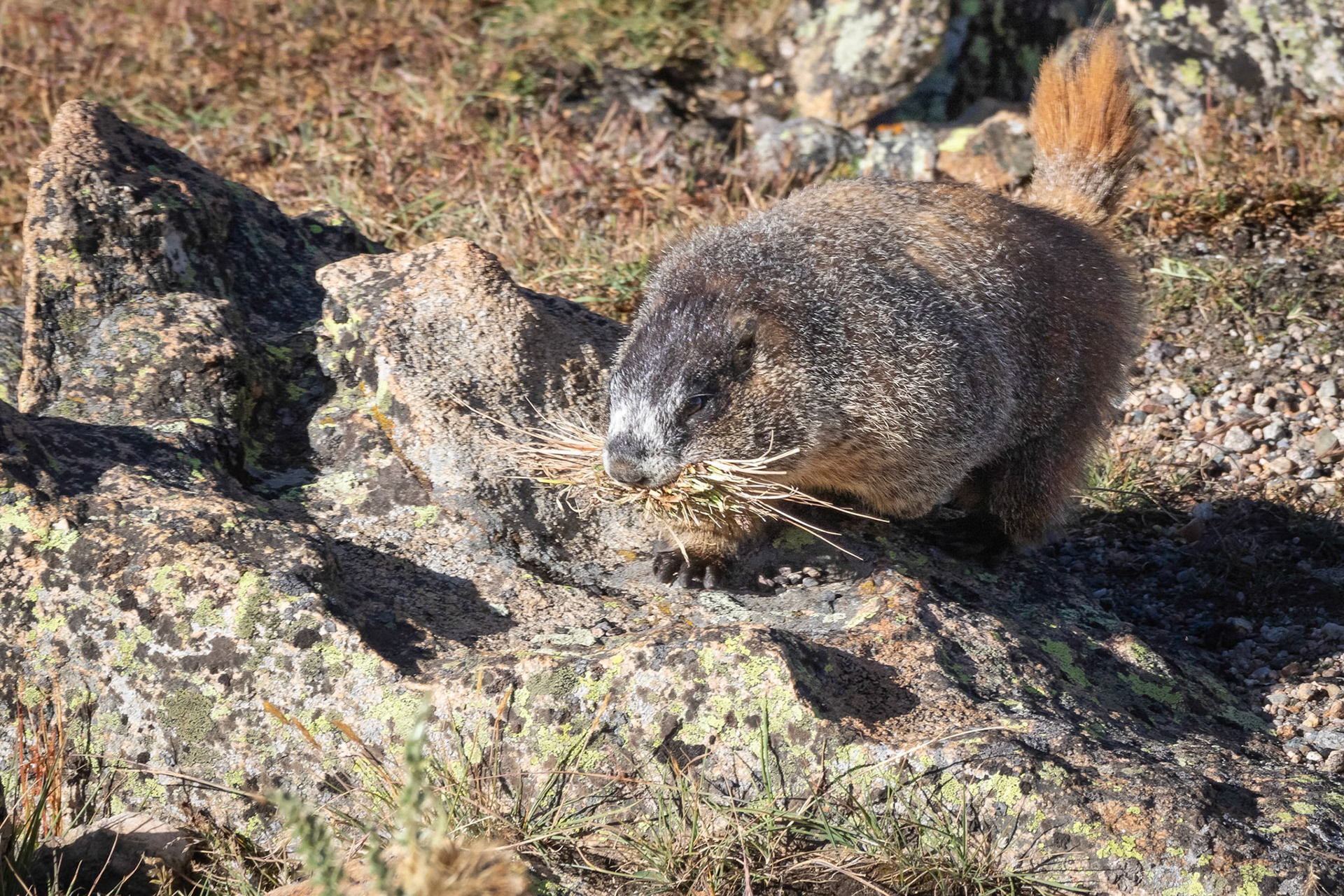 Marmot Stocking The Food Cupboard