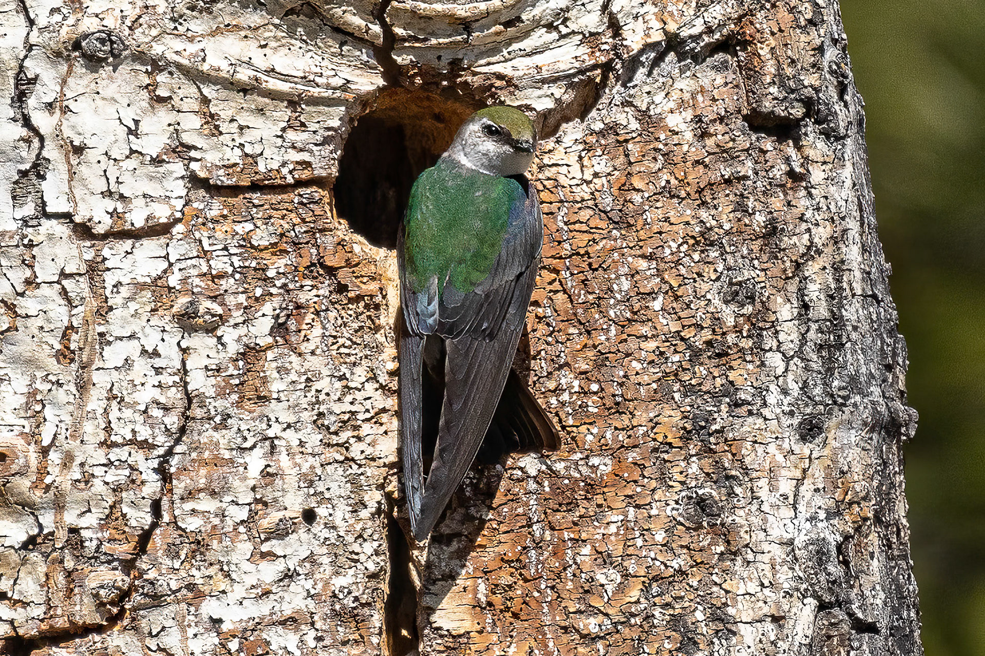 Violet-green Swallow