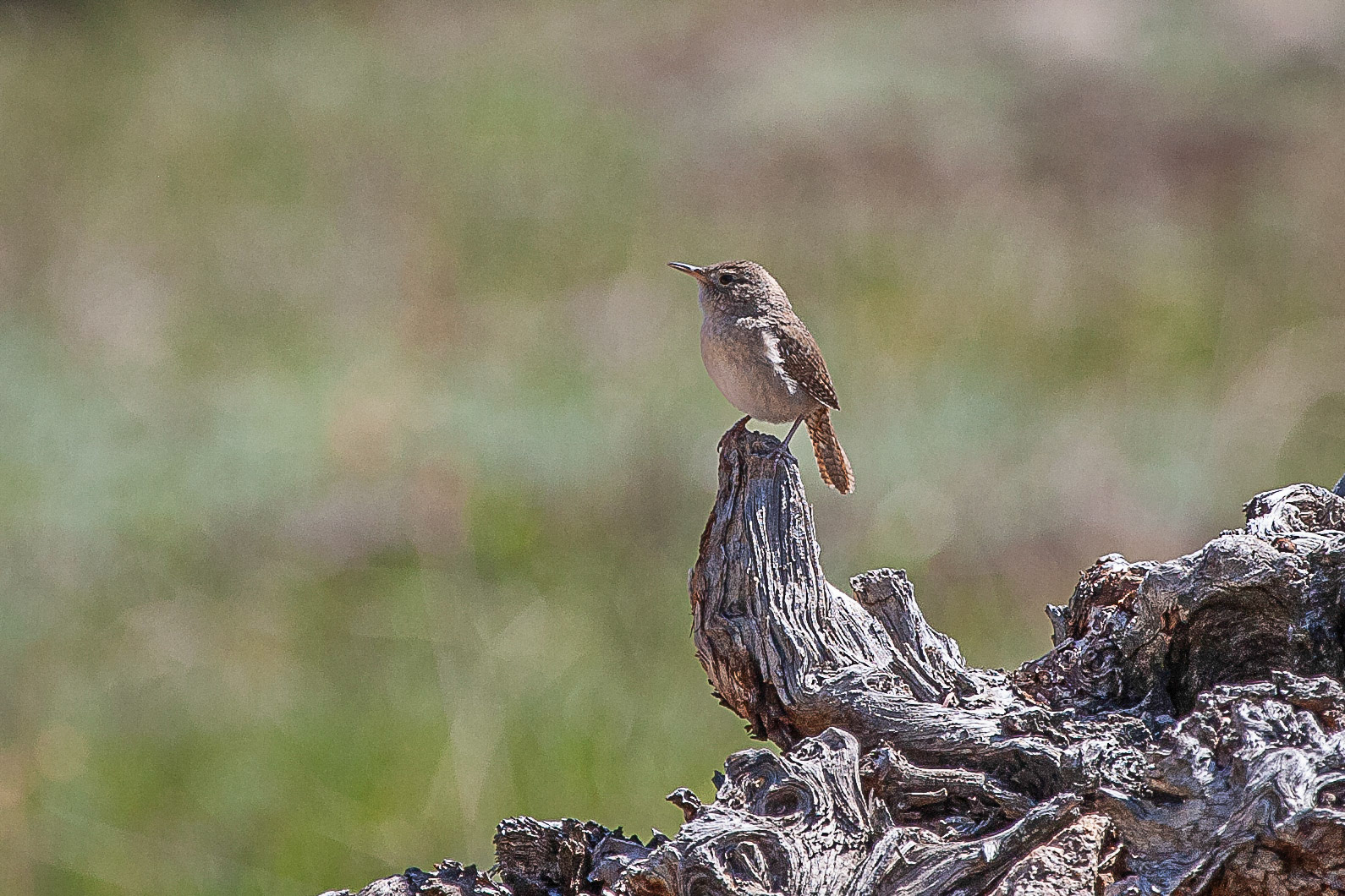 House Wren