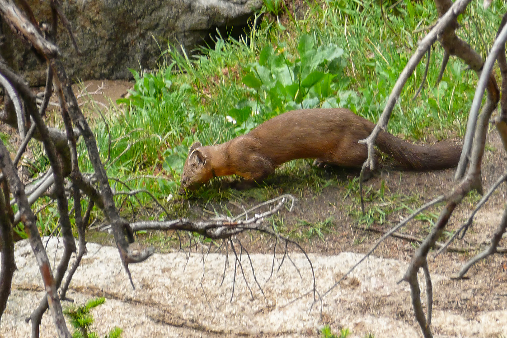 Pine Martin