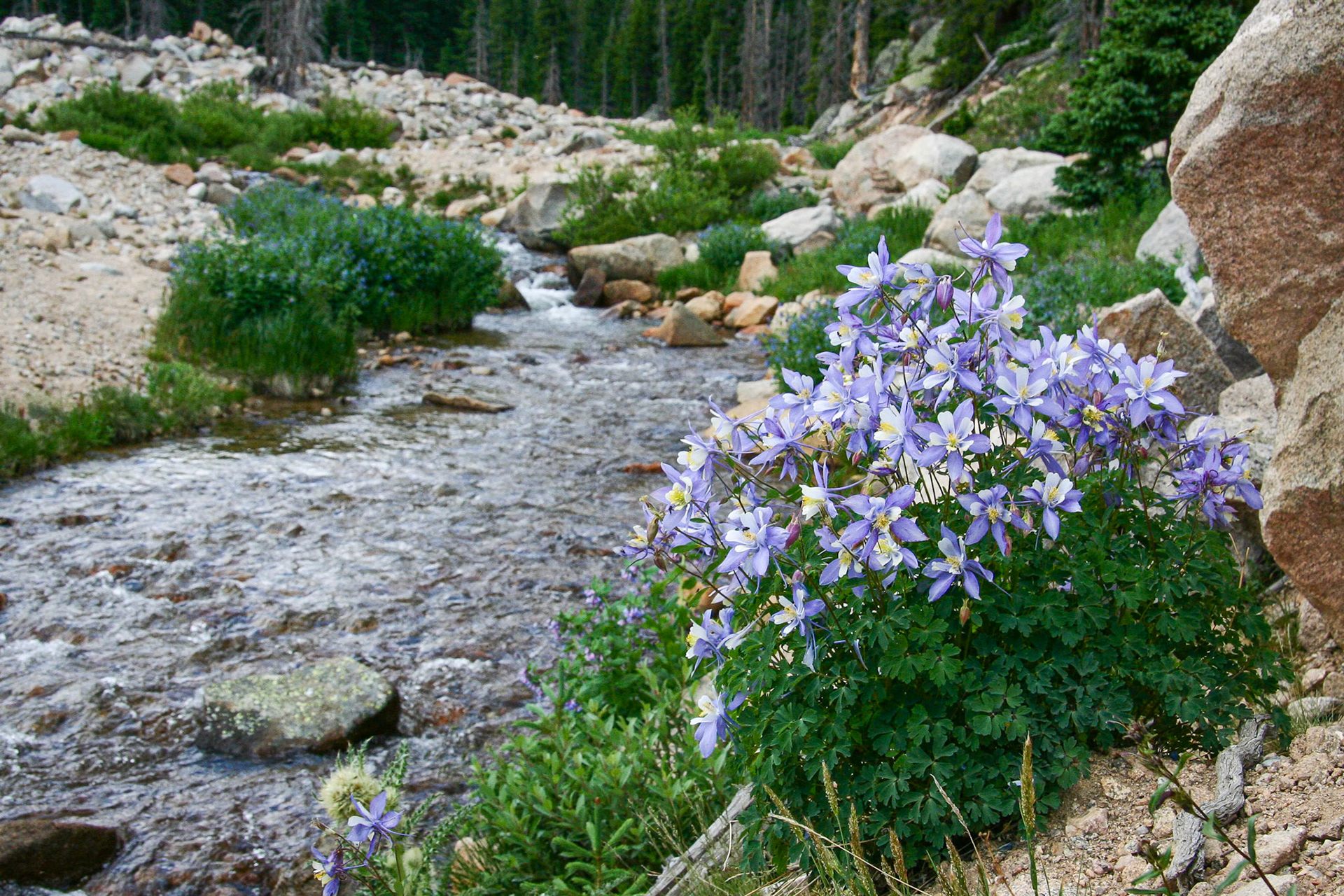 Colorado Blue Columbine