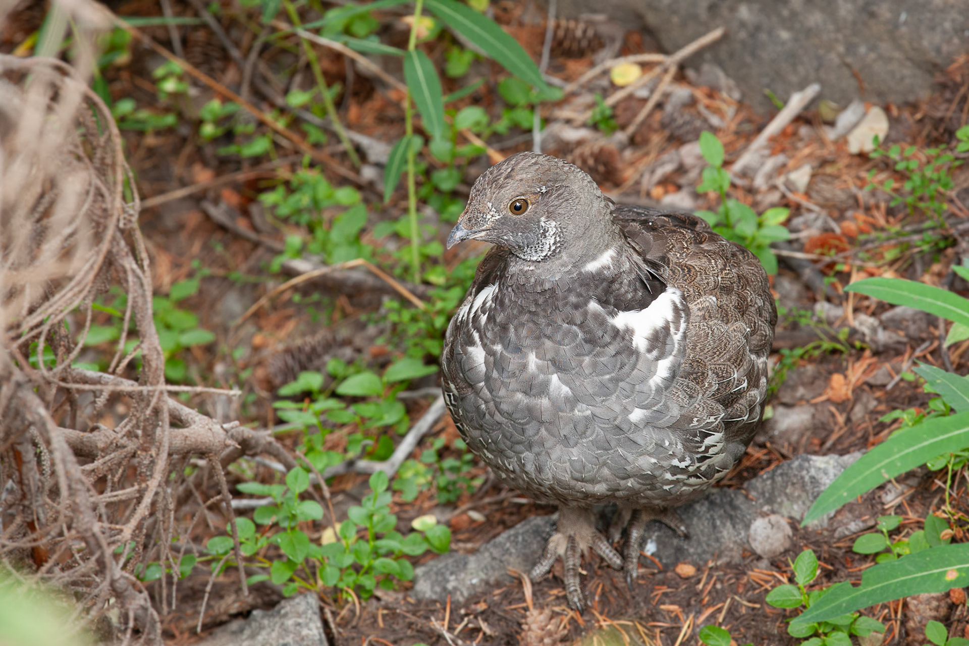 Dusky Grouse