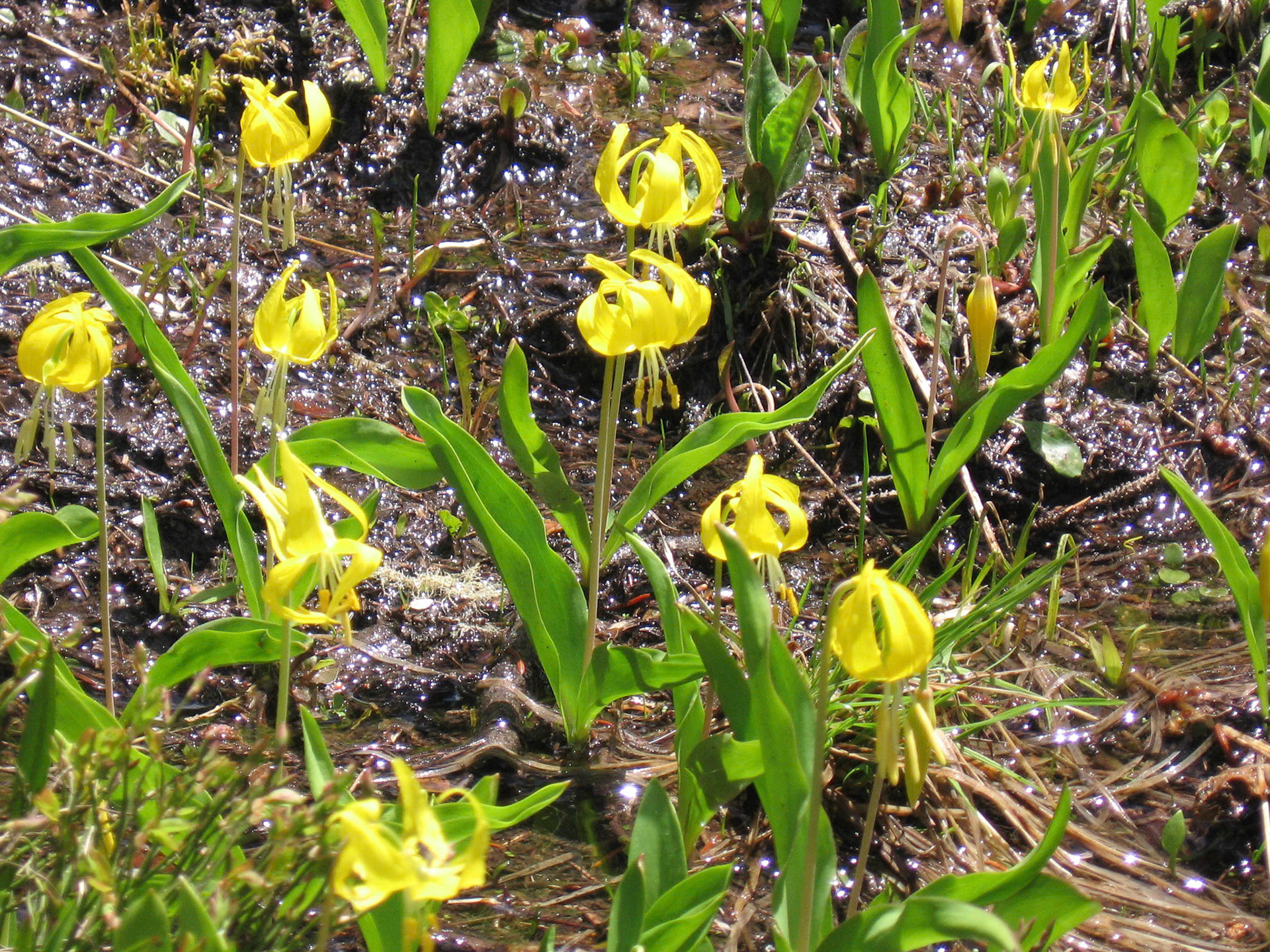 Glacier Lily