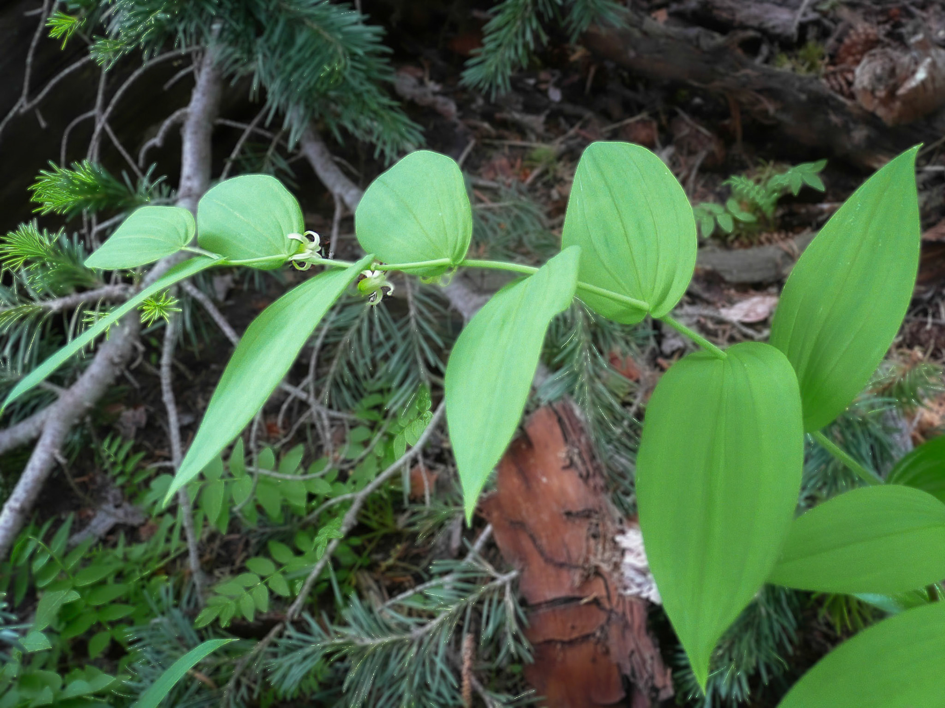 Claspleaf Twistedstalk