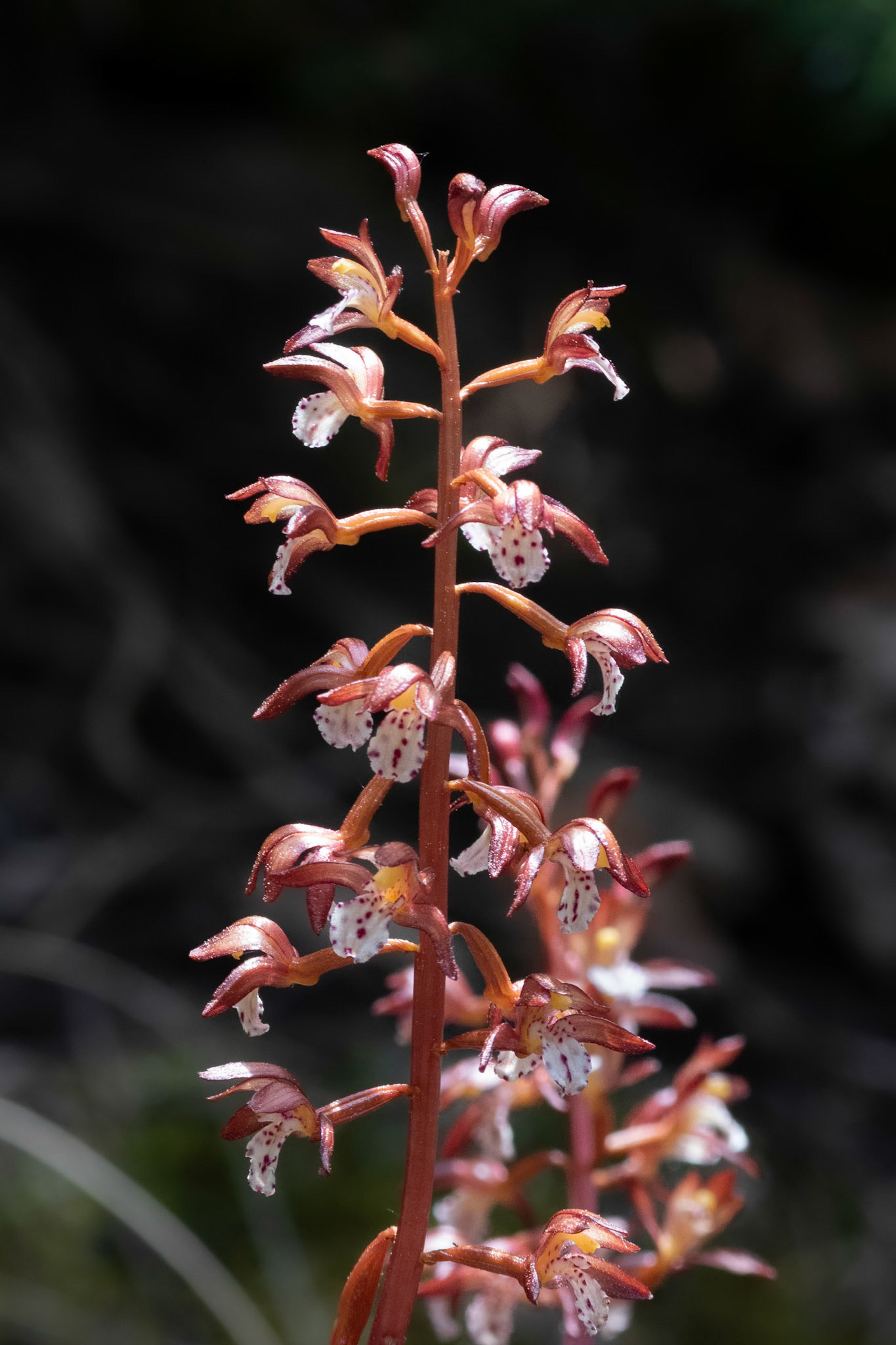 Spotted Coralroot,  Orchid