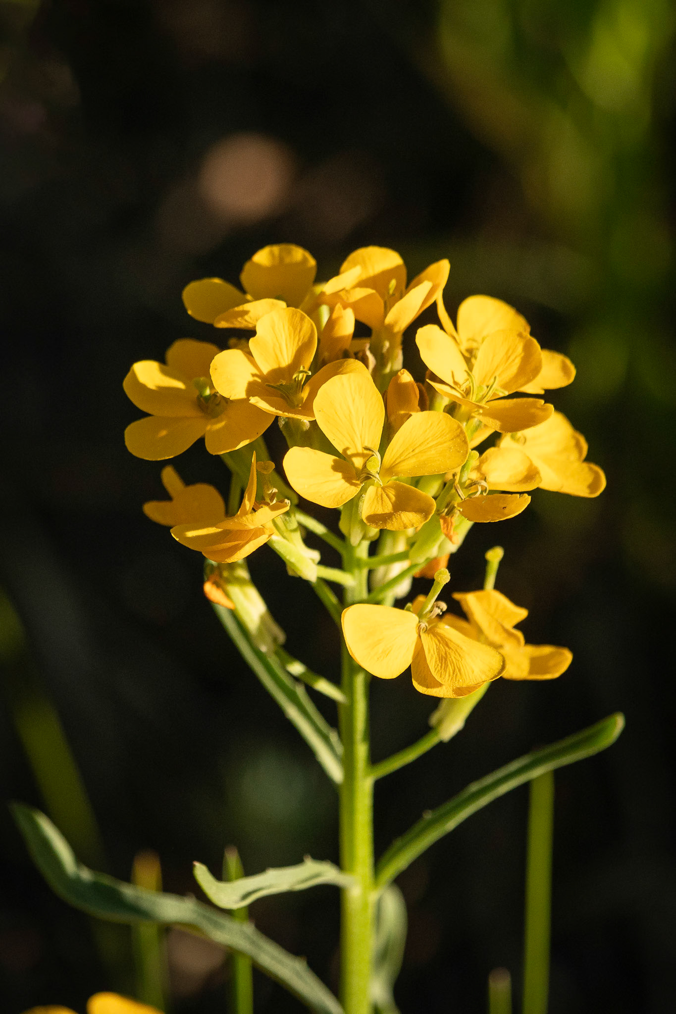 Western Wallflower