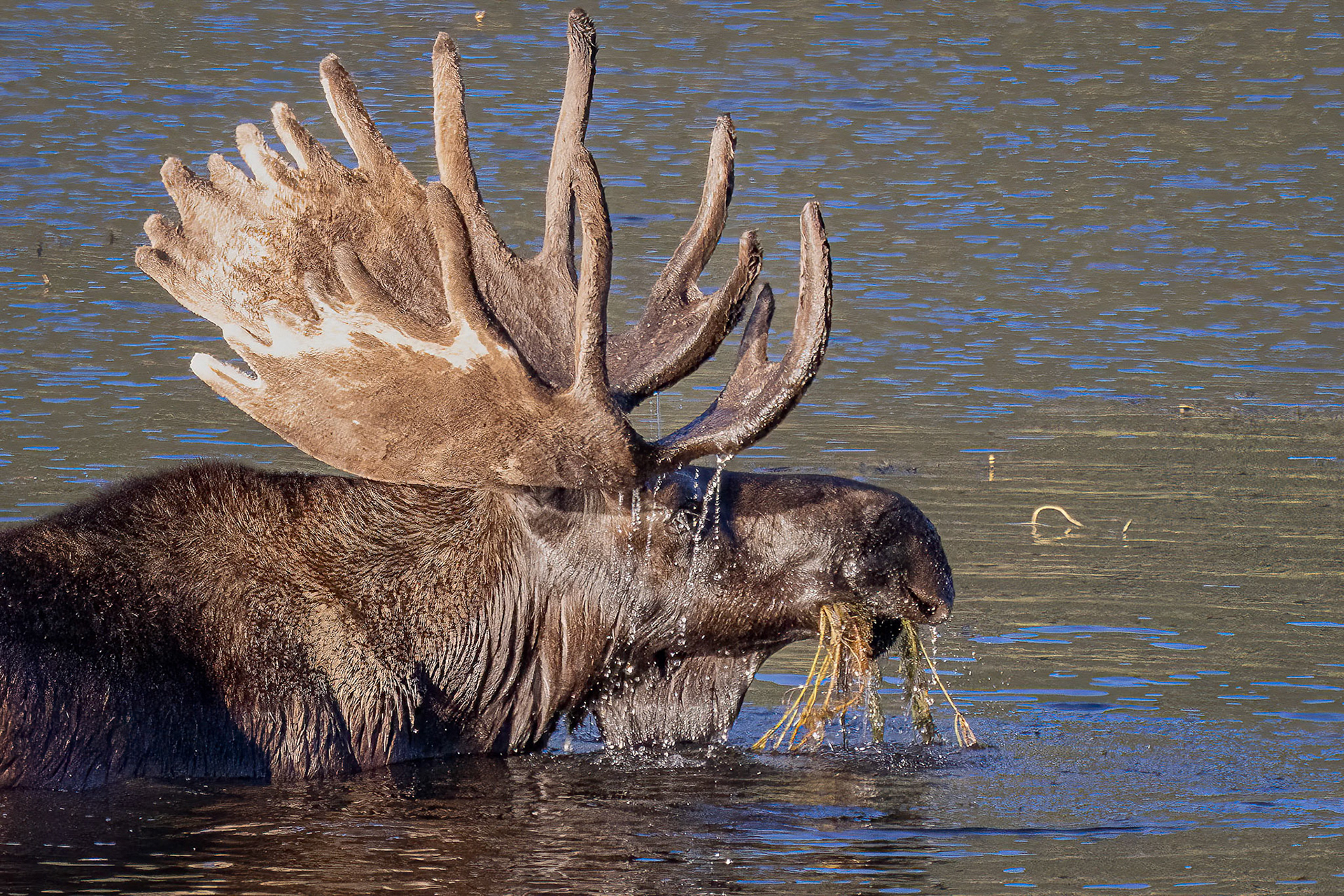 Bull Moose Feeding On Aquatic Vegetation
